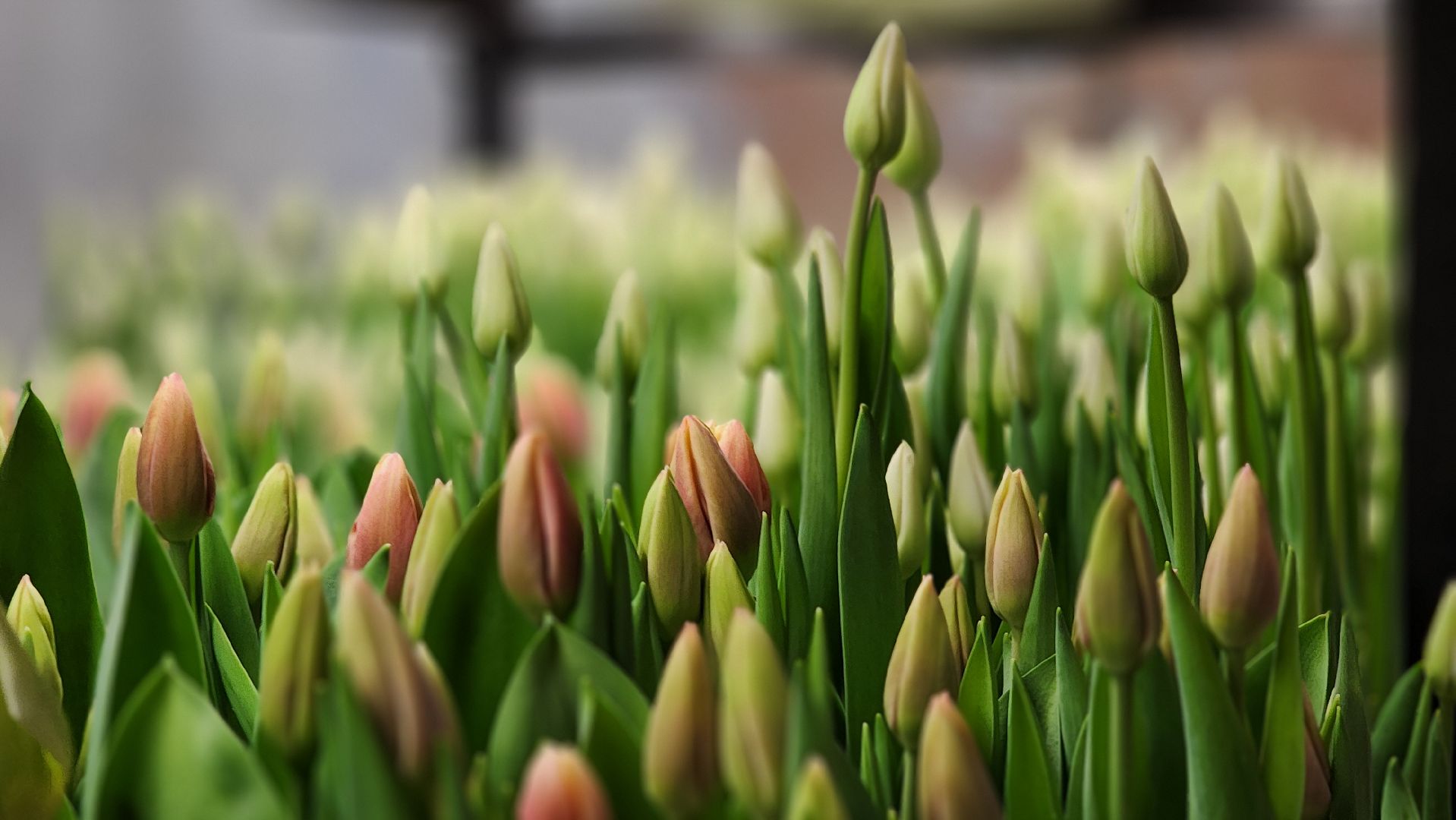 Руза, Тюльпаны, 8 марта, международный женский день, предприниматель,