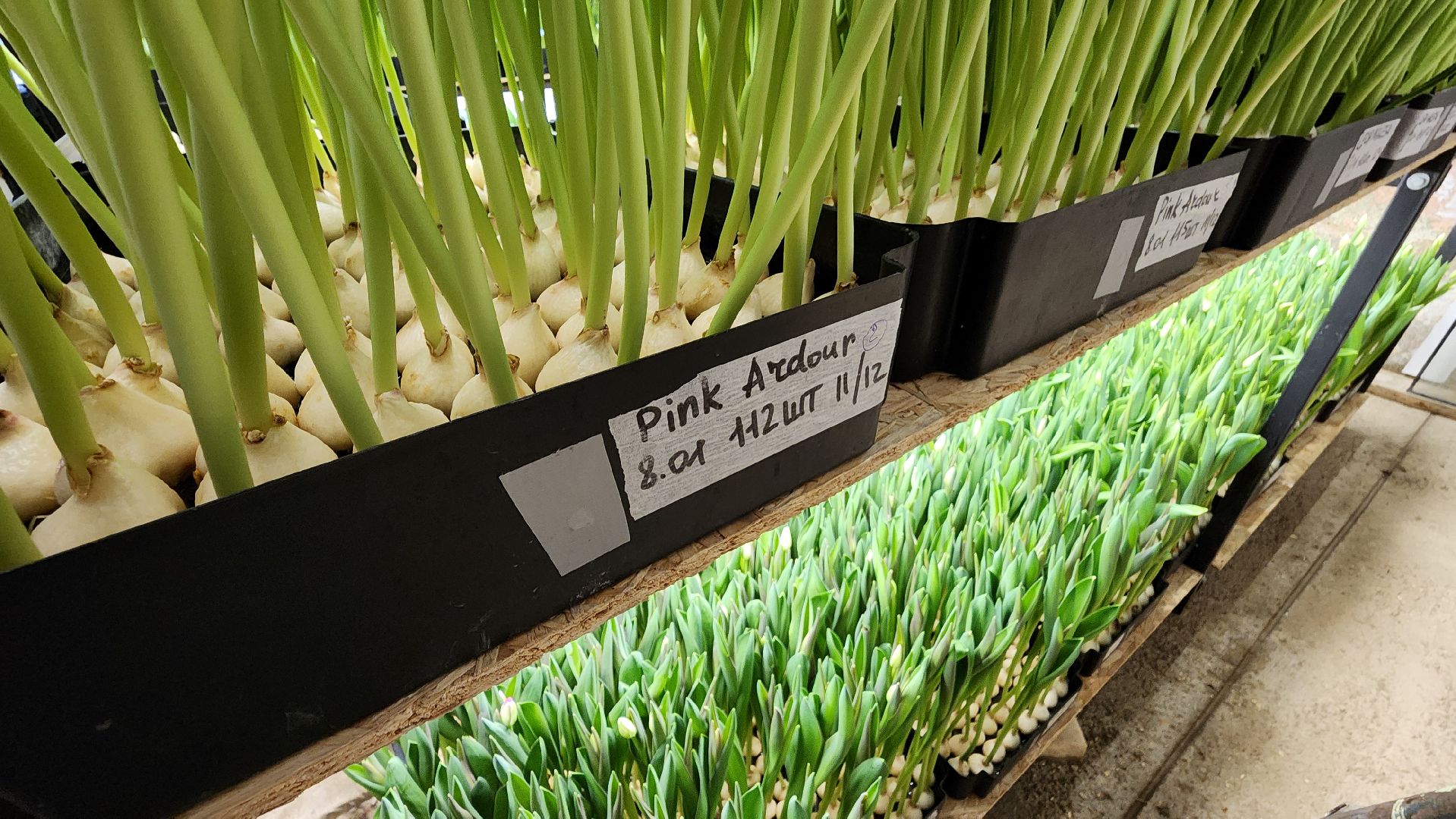 Руза, Тюльпаны, 8 марта, международный женский день, предприниматель,