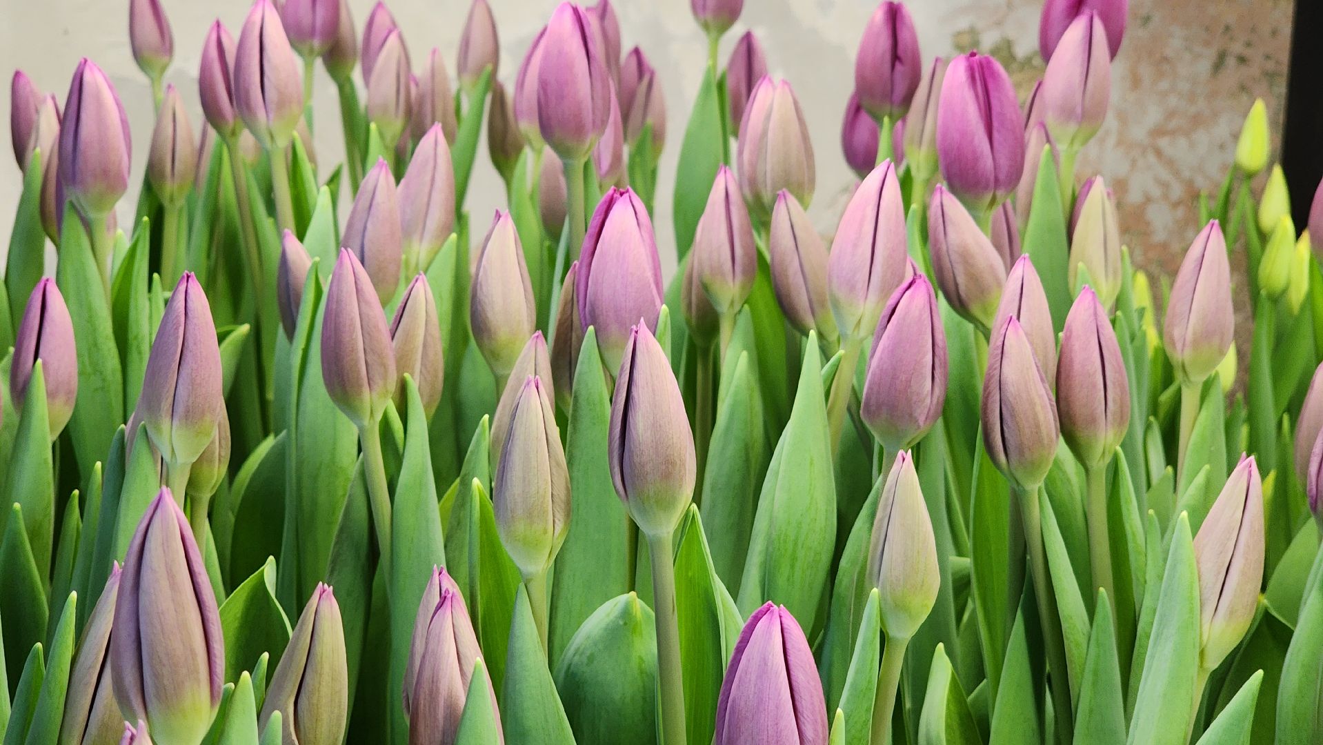 Руза, Тюльпаны, 8 марта, международный женский день, предприниматель,