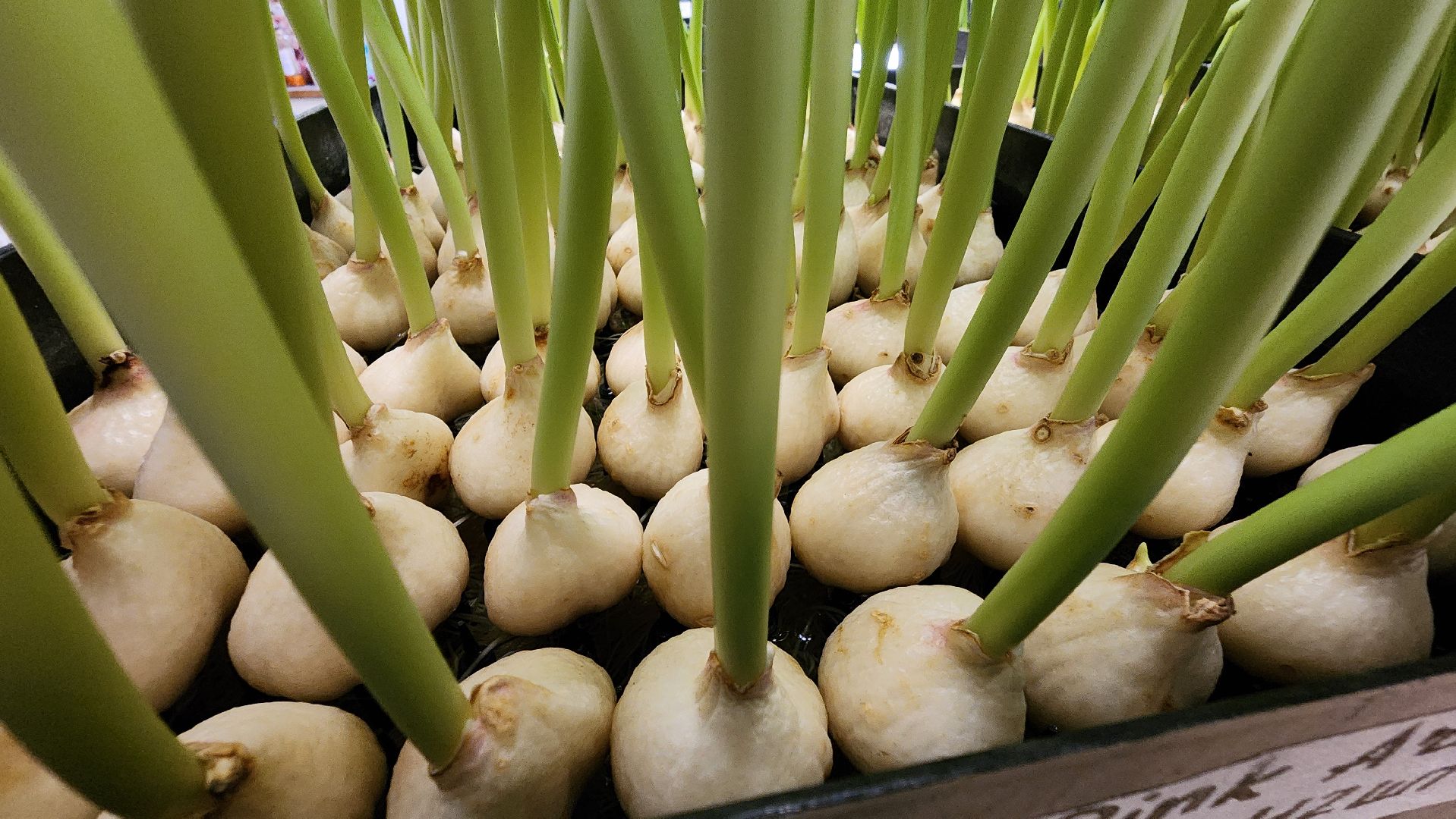 Руза, Тюльпаны, 8 марта, международный женский день, предприниматель,