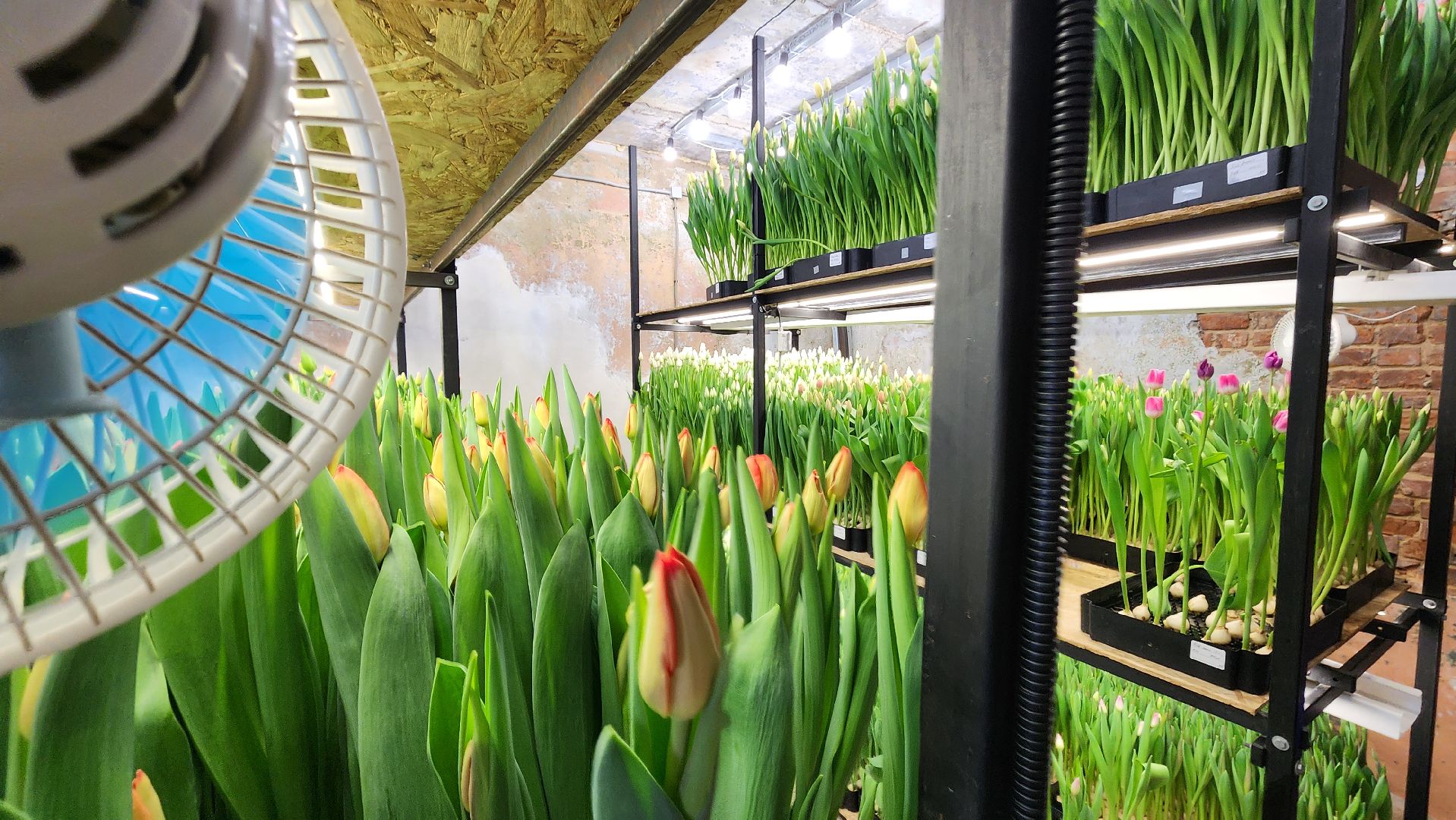 Руза, Тюльпаны, 8 марта, международный женский день, предприниматель,