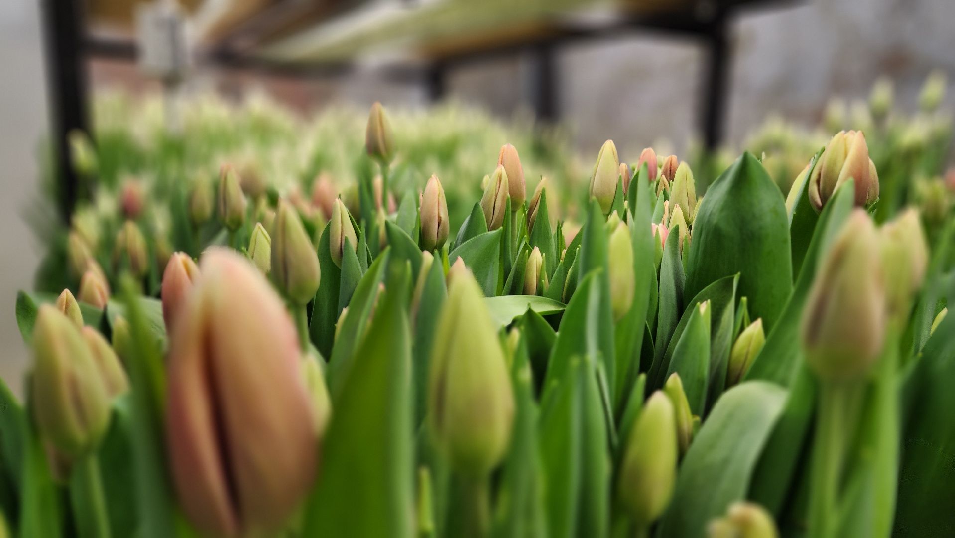 Руза, Тюльпаны, 8 марта, международный женский день, предприниматель,