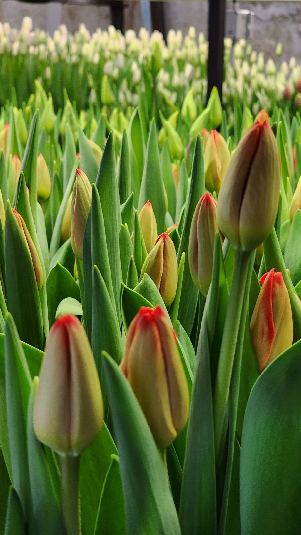 Руза, Тюльпаны, 8 марта, международный женский день, предприниматель,