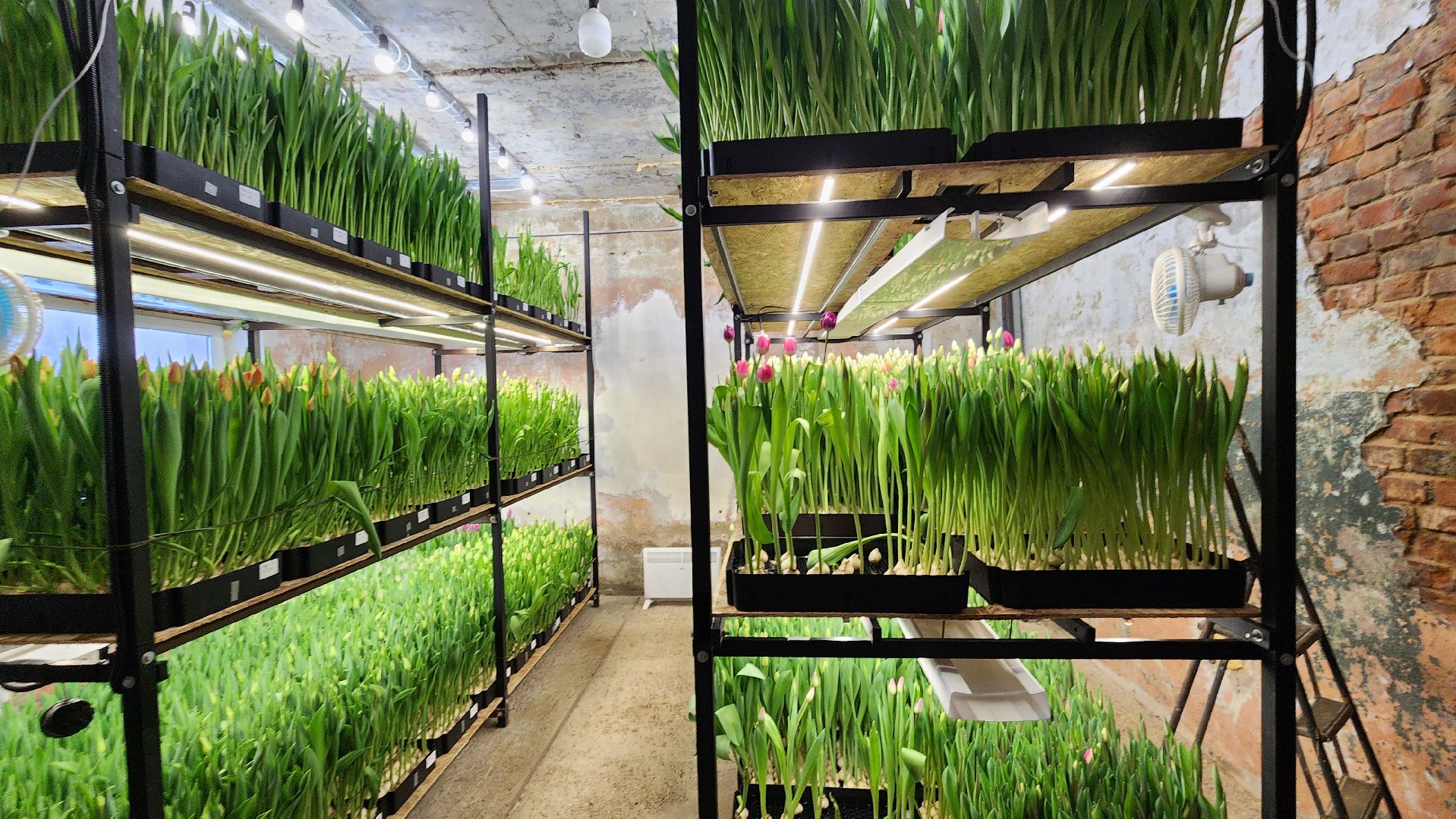 Руза, Тюльпаны, 8 марта, международный женский день, предприниматель,