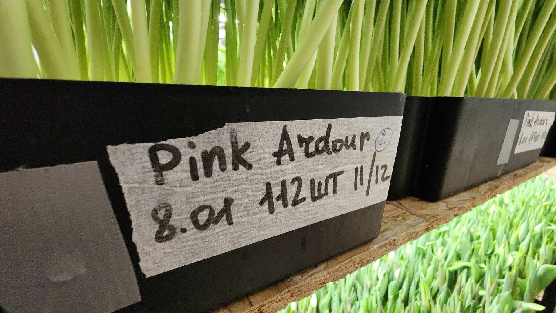 Руза, Тюльпаны, 8 марта, международный женский день, предприниматель,