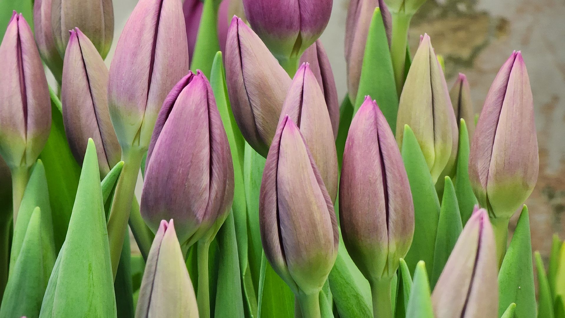 Руза, Тюльпаны, 8 марта, международный женский день, предприниматель,