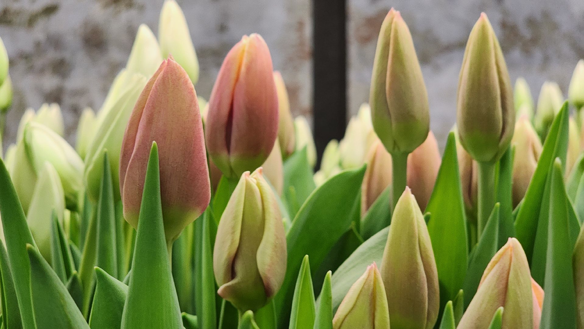 Руза, Тюльпаны, 8 марта, международный женский день, предприниматель,