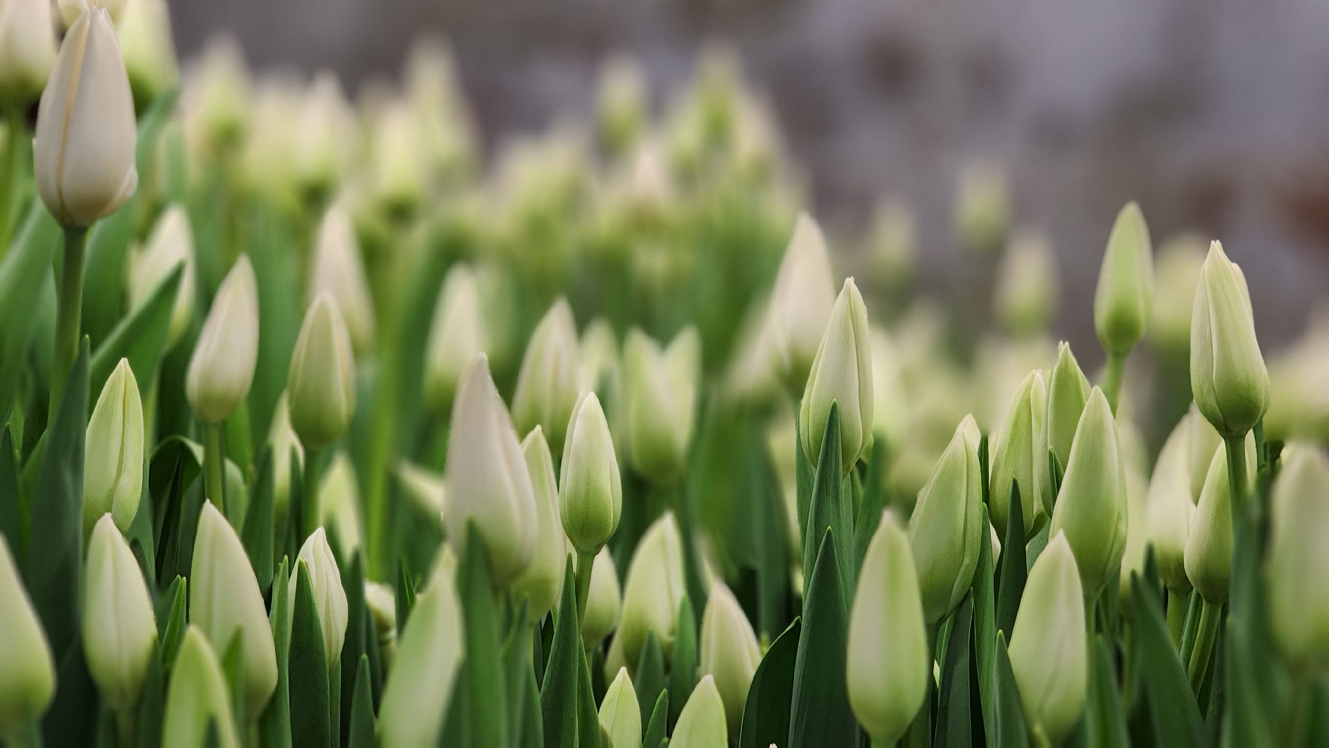 Руза, Тюльпаны, 8 марта, международный женский день, предприниматель,