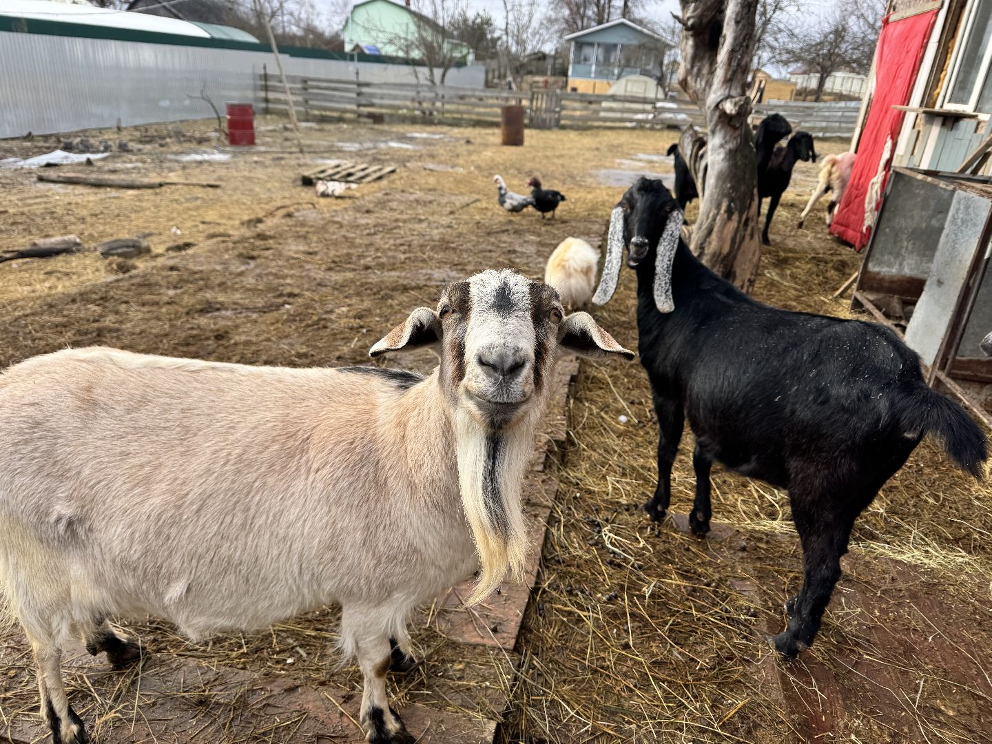шаховская, сельское хозяйство, овцы, ягнята,