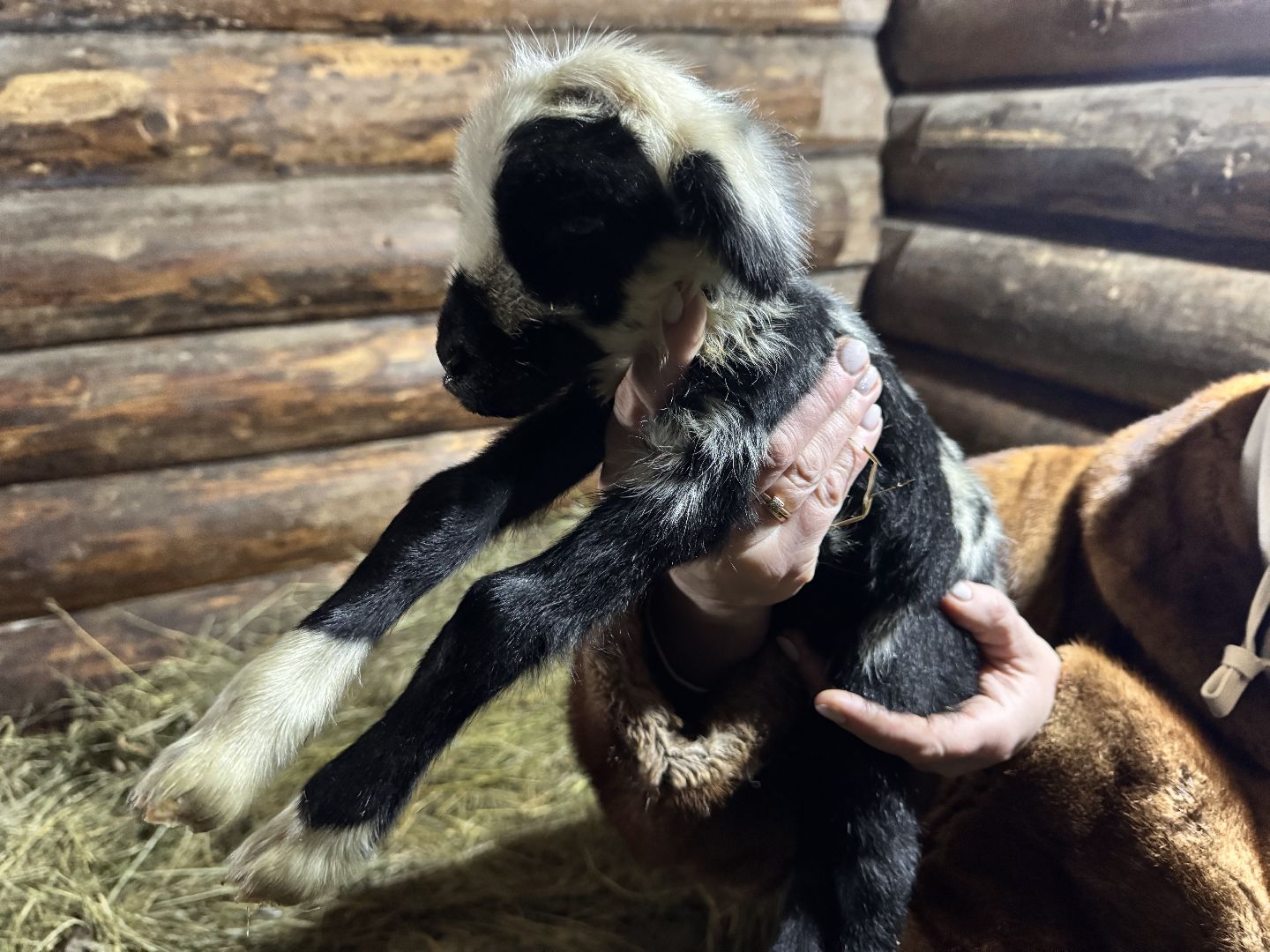 шаховская, сельское хозяйство, овцы, ягнята,