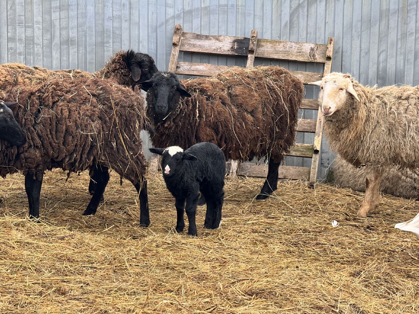 шаховская, сельское хозяйство, овцы, ягнята,