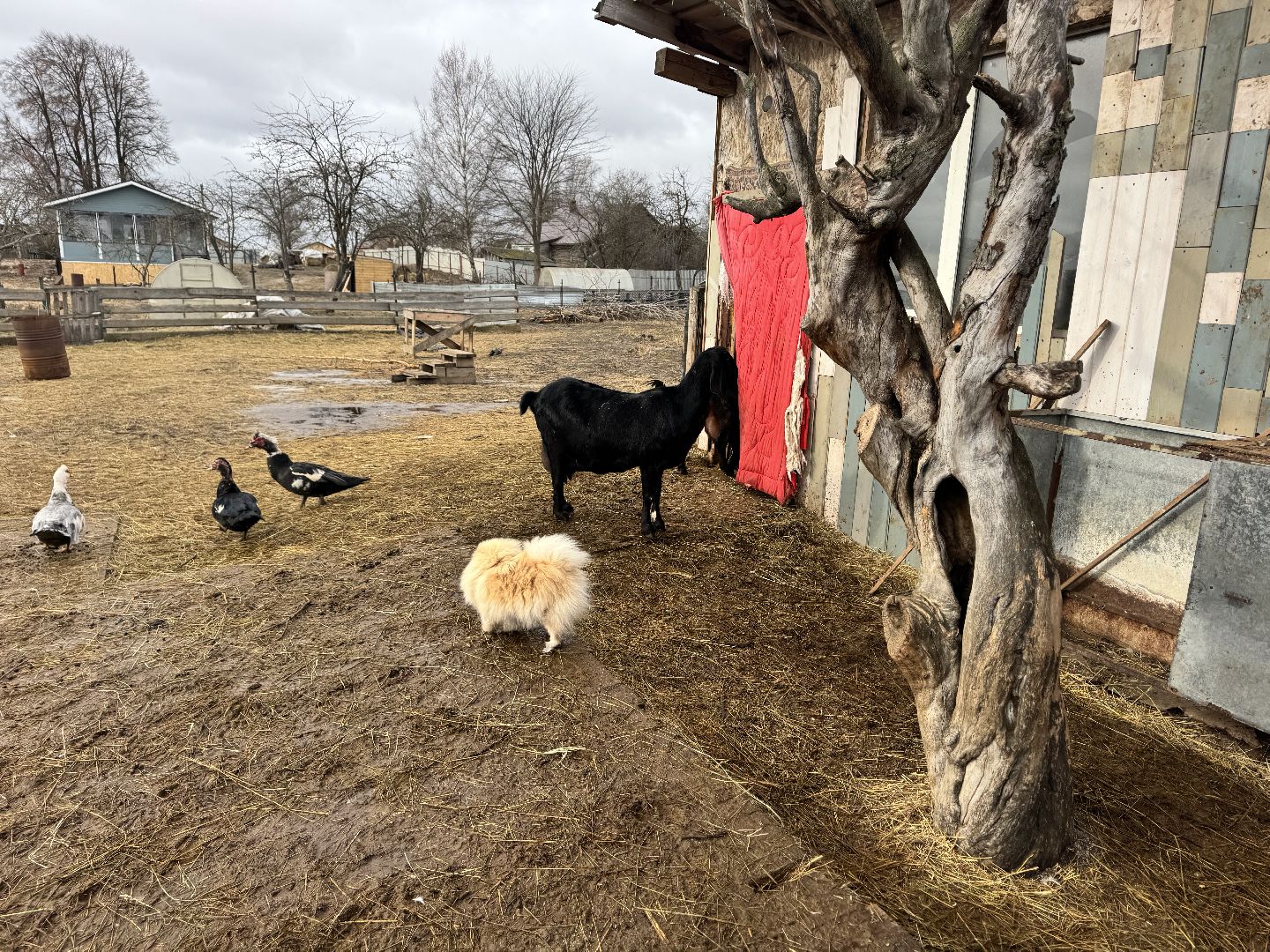 шаховская, сельское хозяйство, овцы, ягнята,