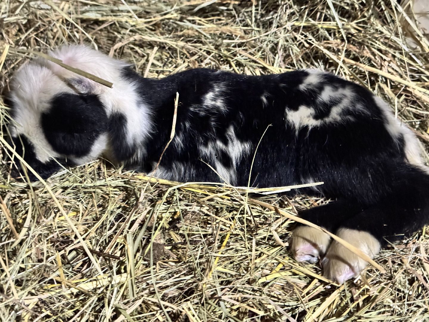 шаховская, сельское хозяйство, овцы, ягнята,