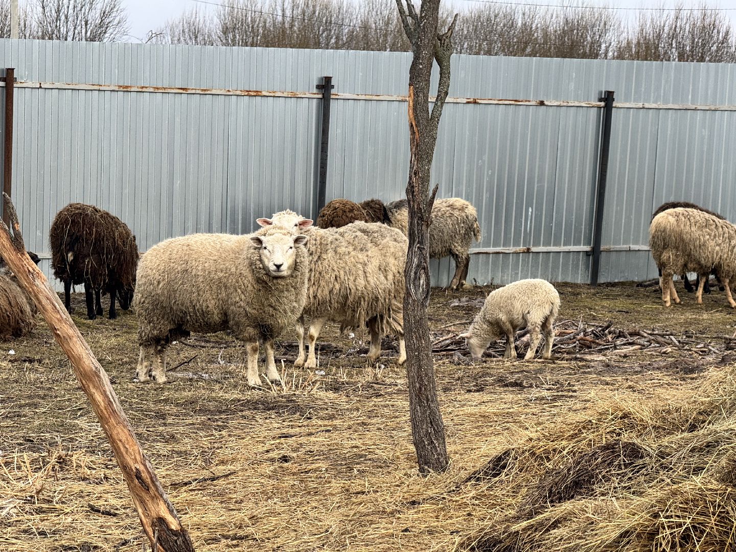 шаховская, сельское хозяйство, овцы, ягнята,