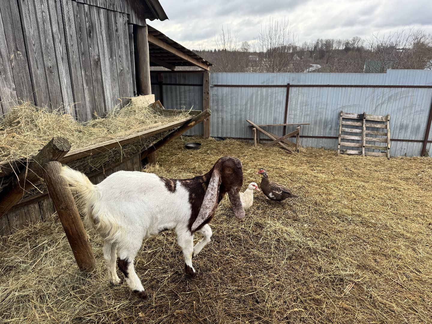шаховская, сельское хозяйство, овцы, ягнята,