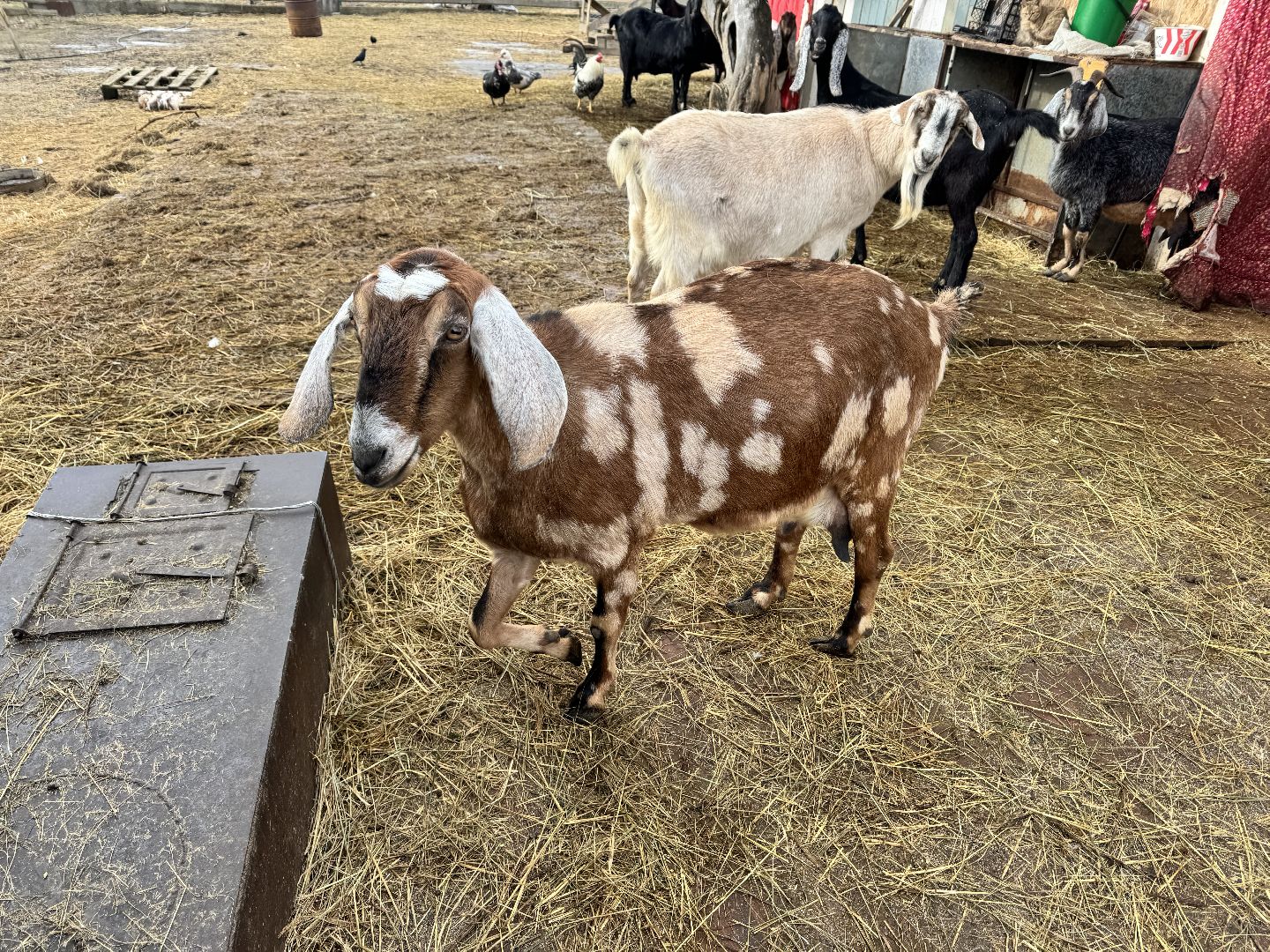 шаховская, сельское хозяйство, овцы, ягнята,