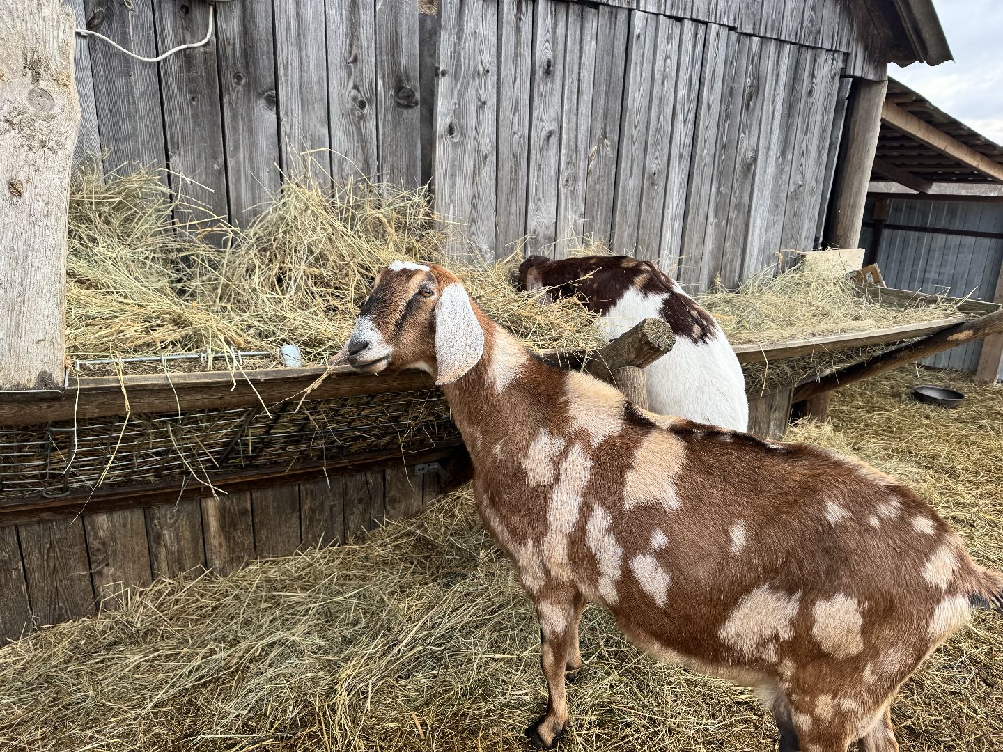 шаховская, сельское хозяйство, овцы, ягнята,