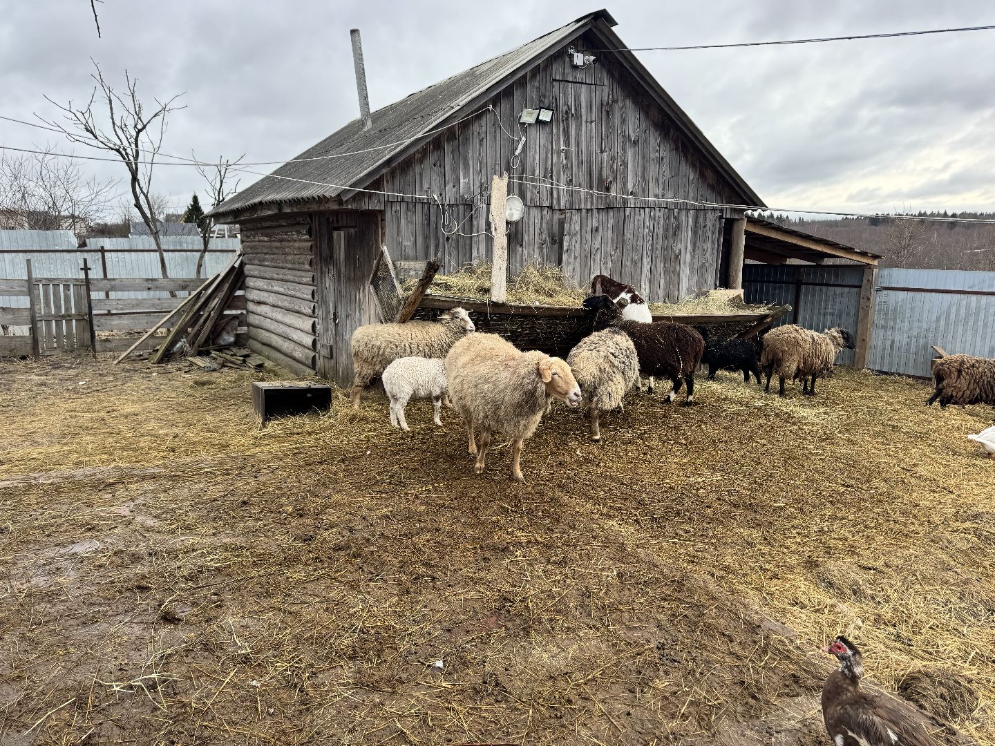 шаховская, сельское хозяйство, овцы, ягнята,