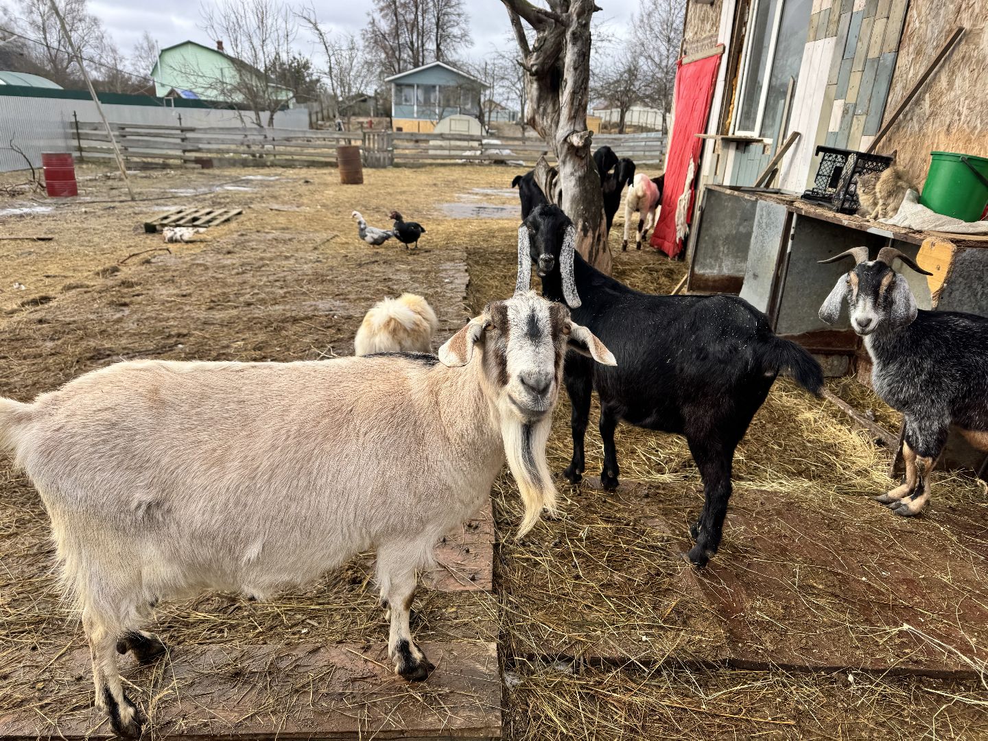 шаховская, сельское хозяйство, овцы, ягнята,