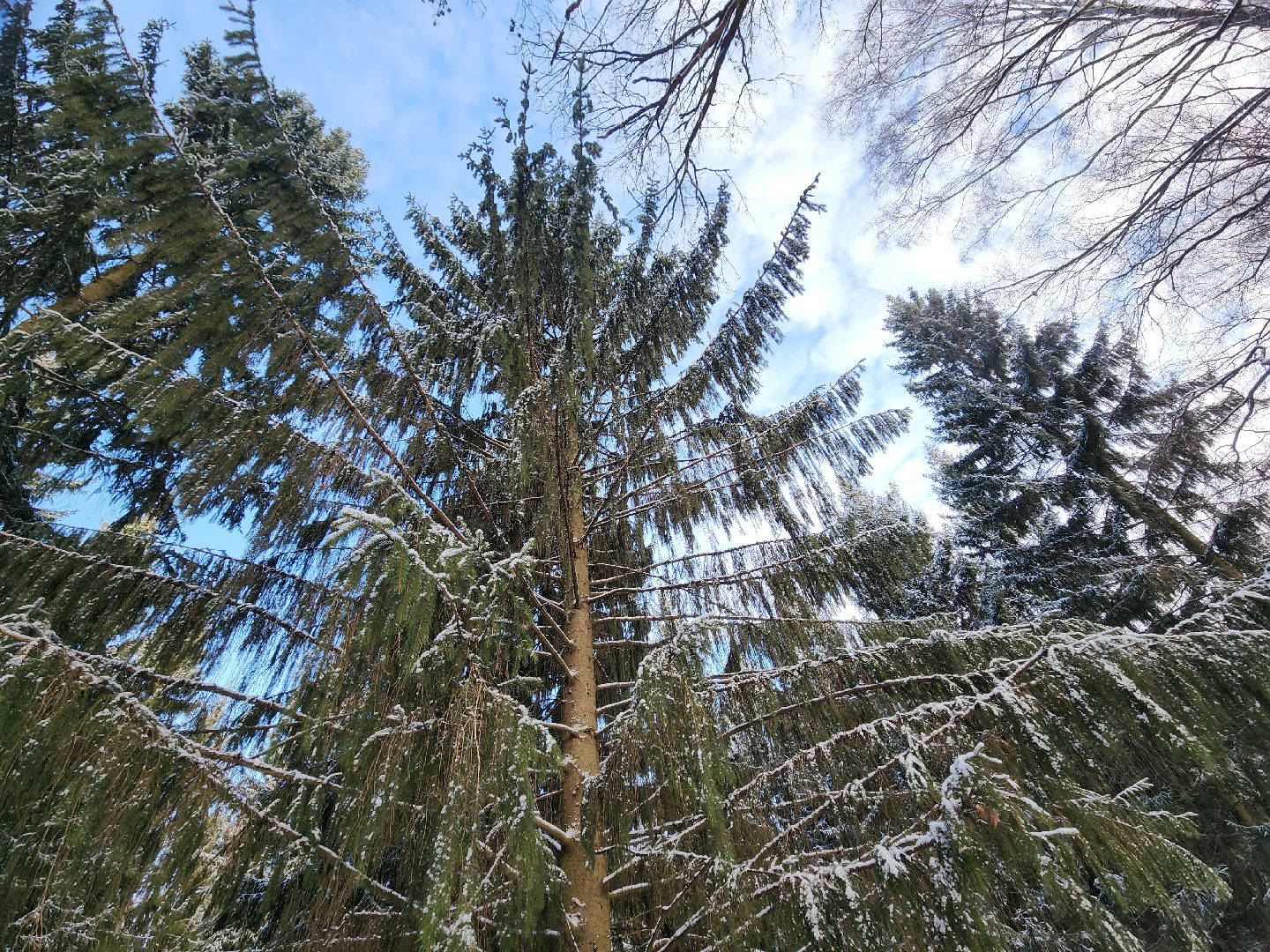 серпухов, подмосковье, русский лес, лесничий,