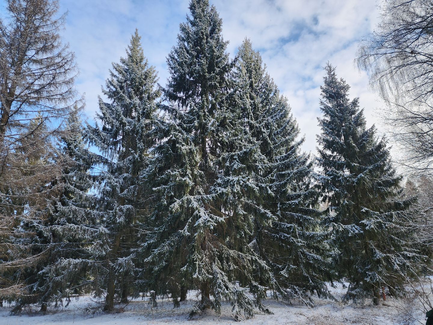 серпухов, подмосковье, русский лес, лесничий,