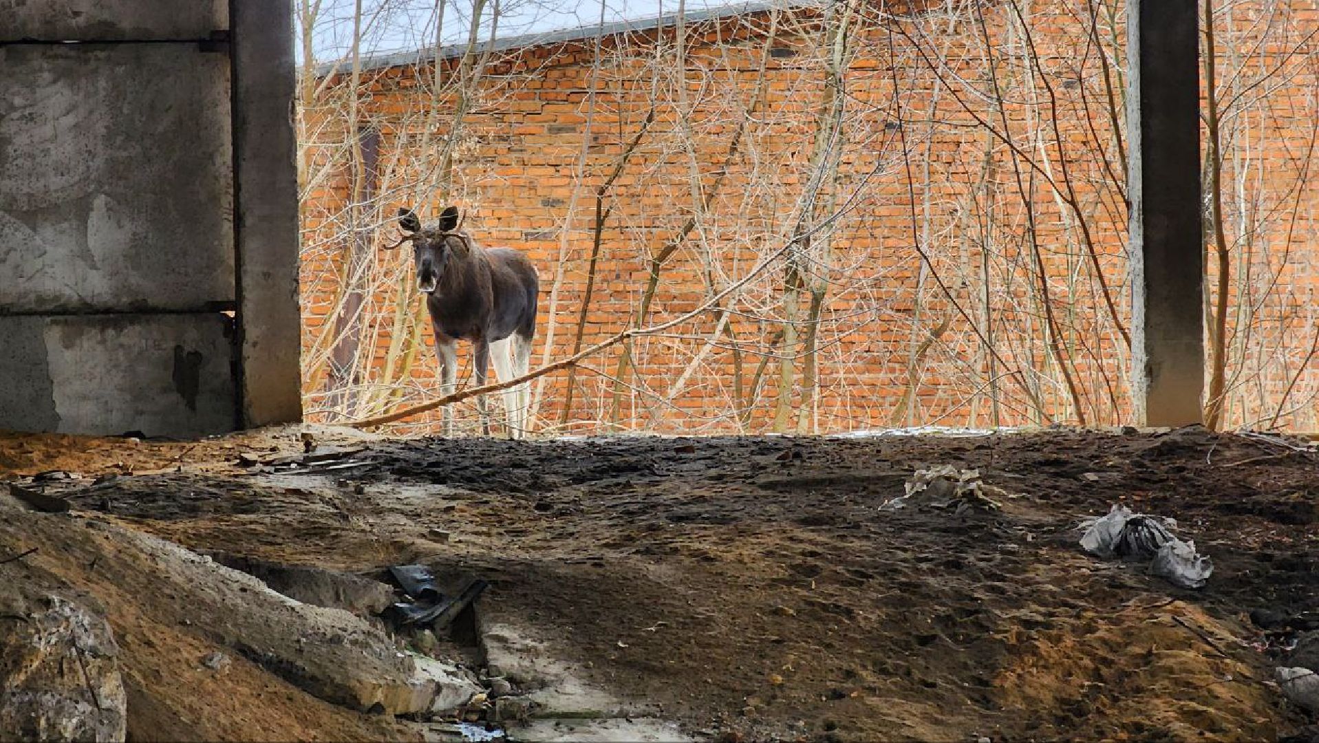 Дмитров, Охотнадзор, Минэкологии, Лось,