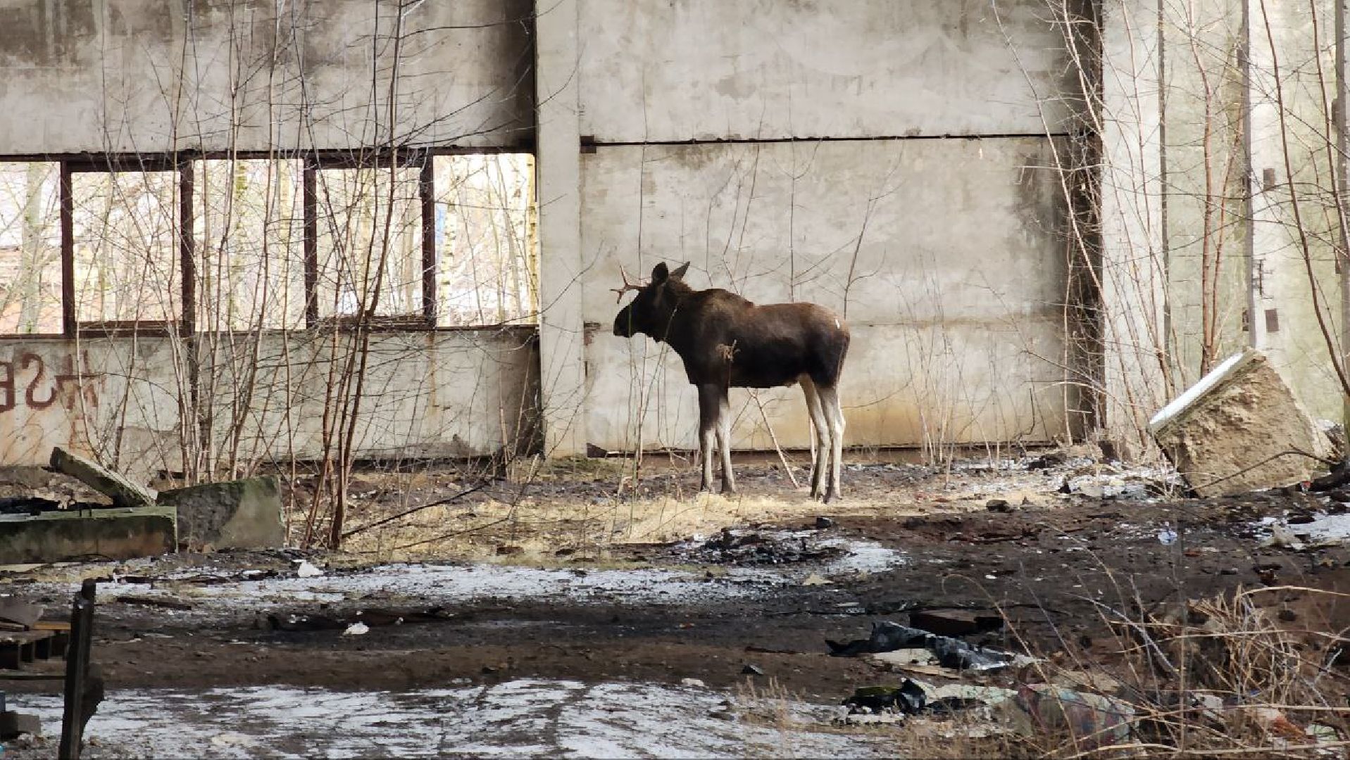 Дмитров, Охотнадзор, Минэкологии, Лось,