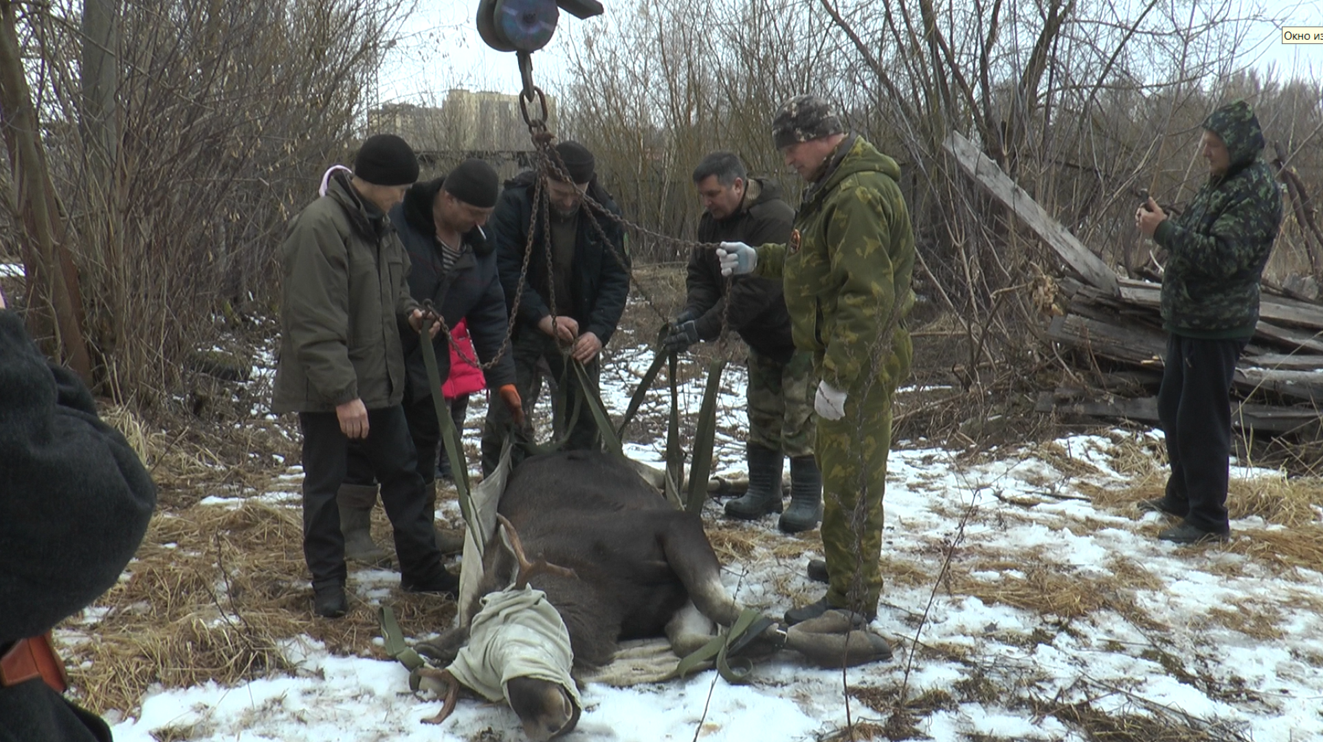 Дмитров, Охотнадзор, Минэкологии, Лось,