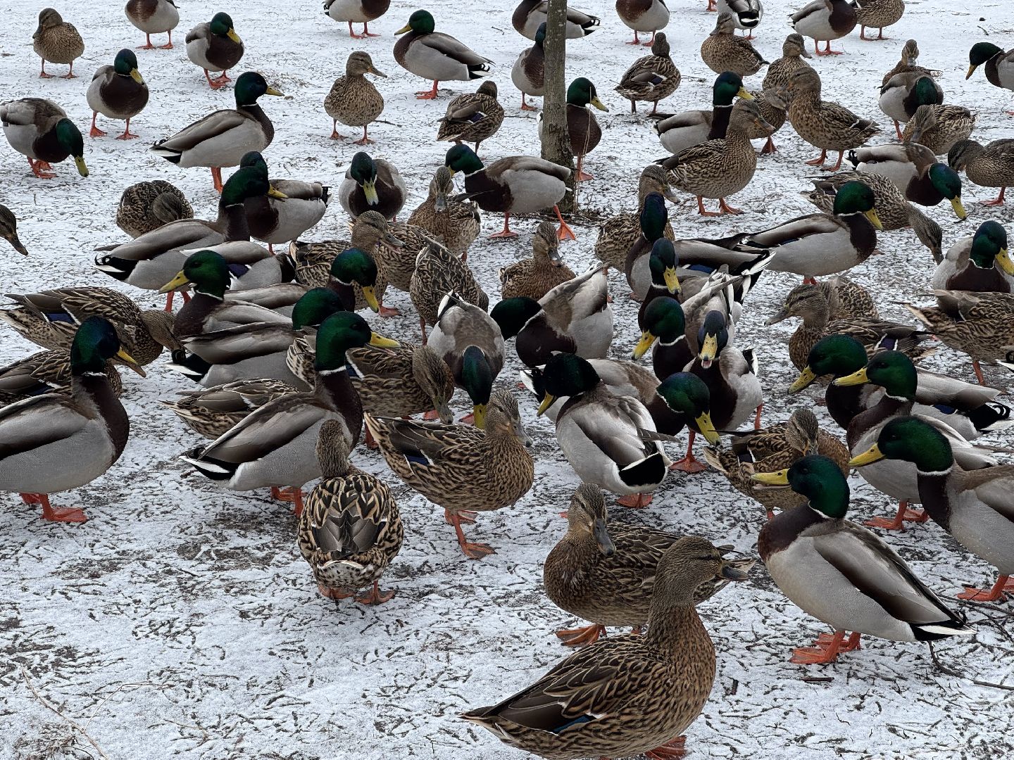 балашиха, утки, птицы, парк,