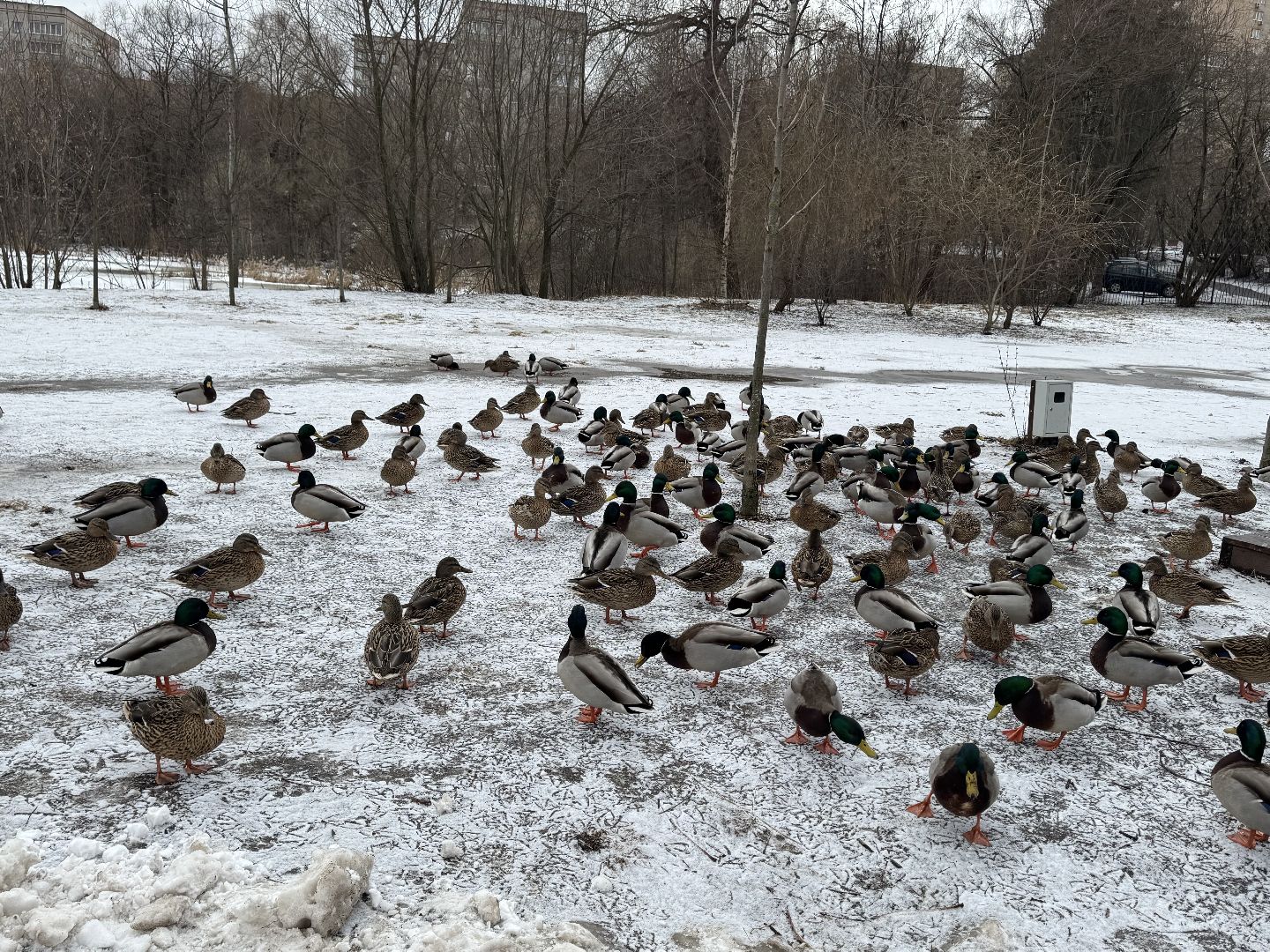 балашиха, утки, птицы, парк,