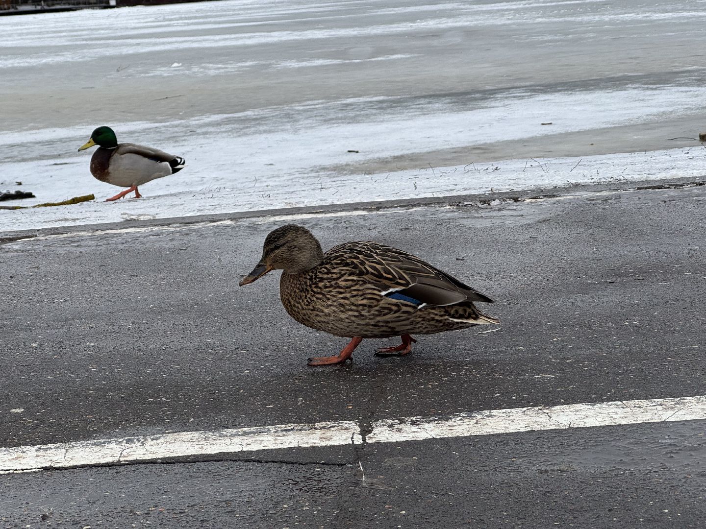 балашиха, утки, птицы, парк,