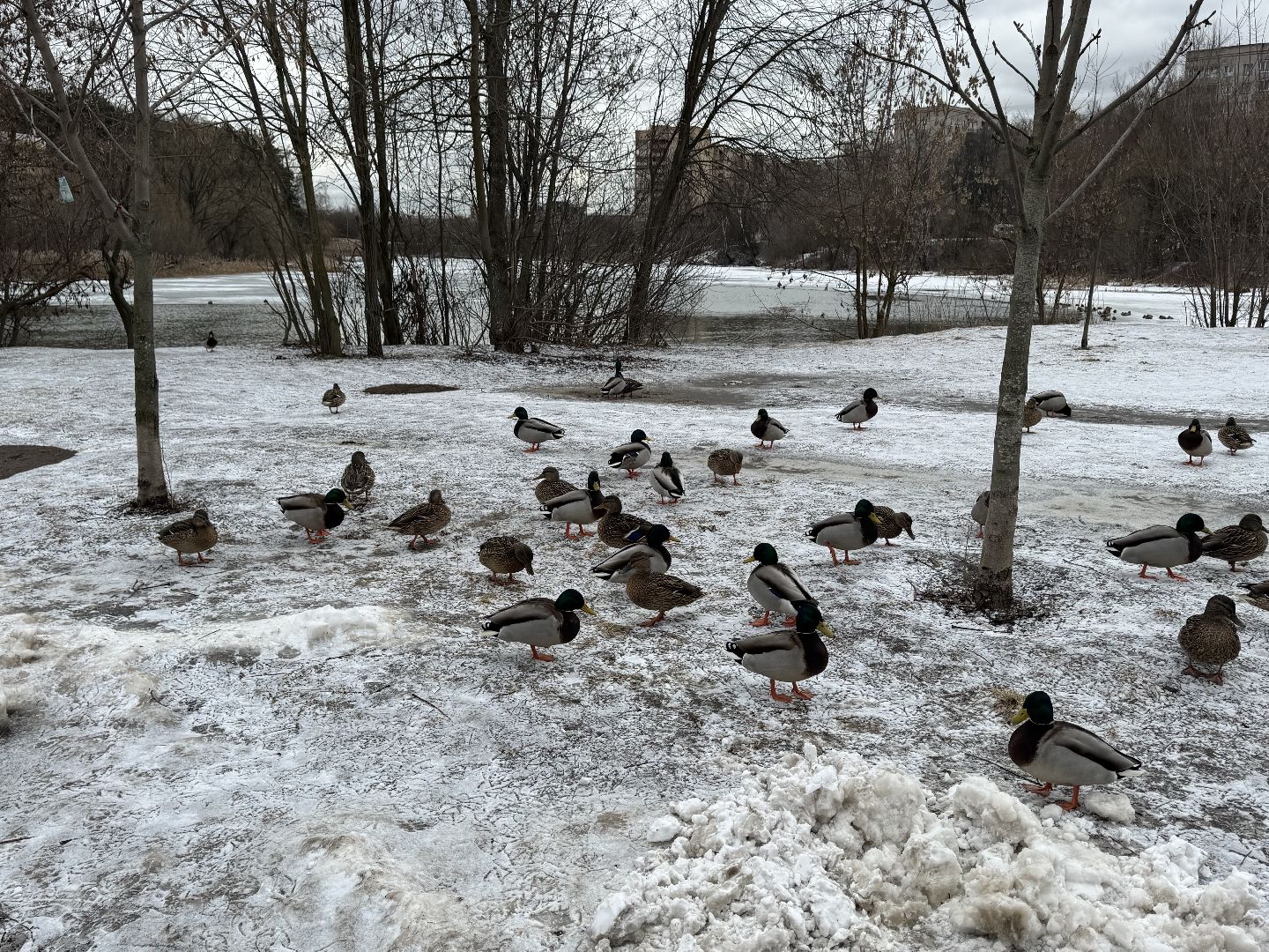 балашиха, утки, птицы, парк,