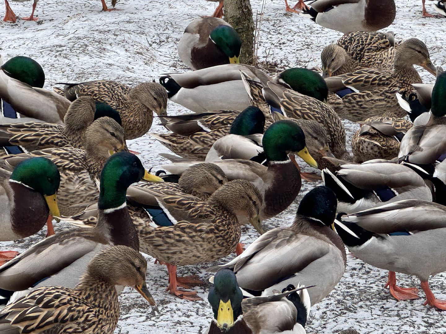 балашиха, утки, птицы, парк,