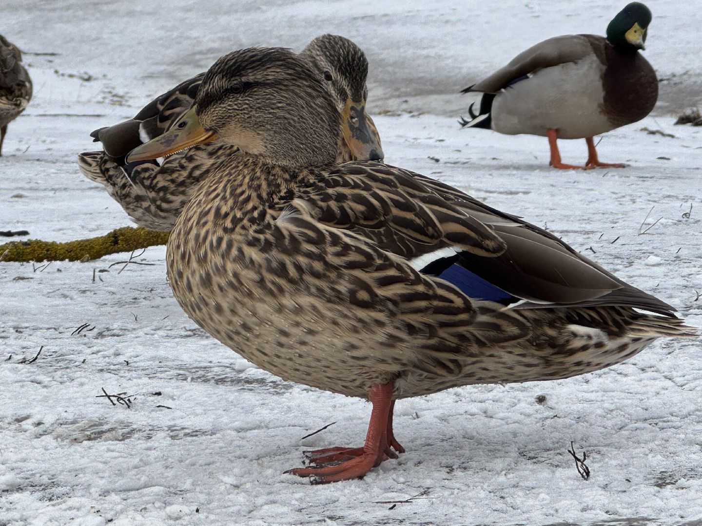 балашиха, утки, птицы, парк,