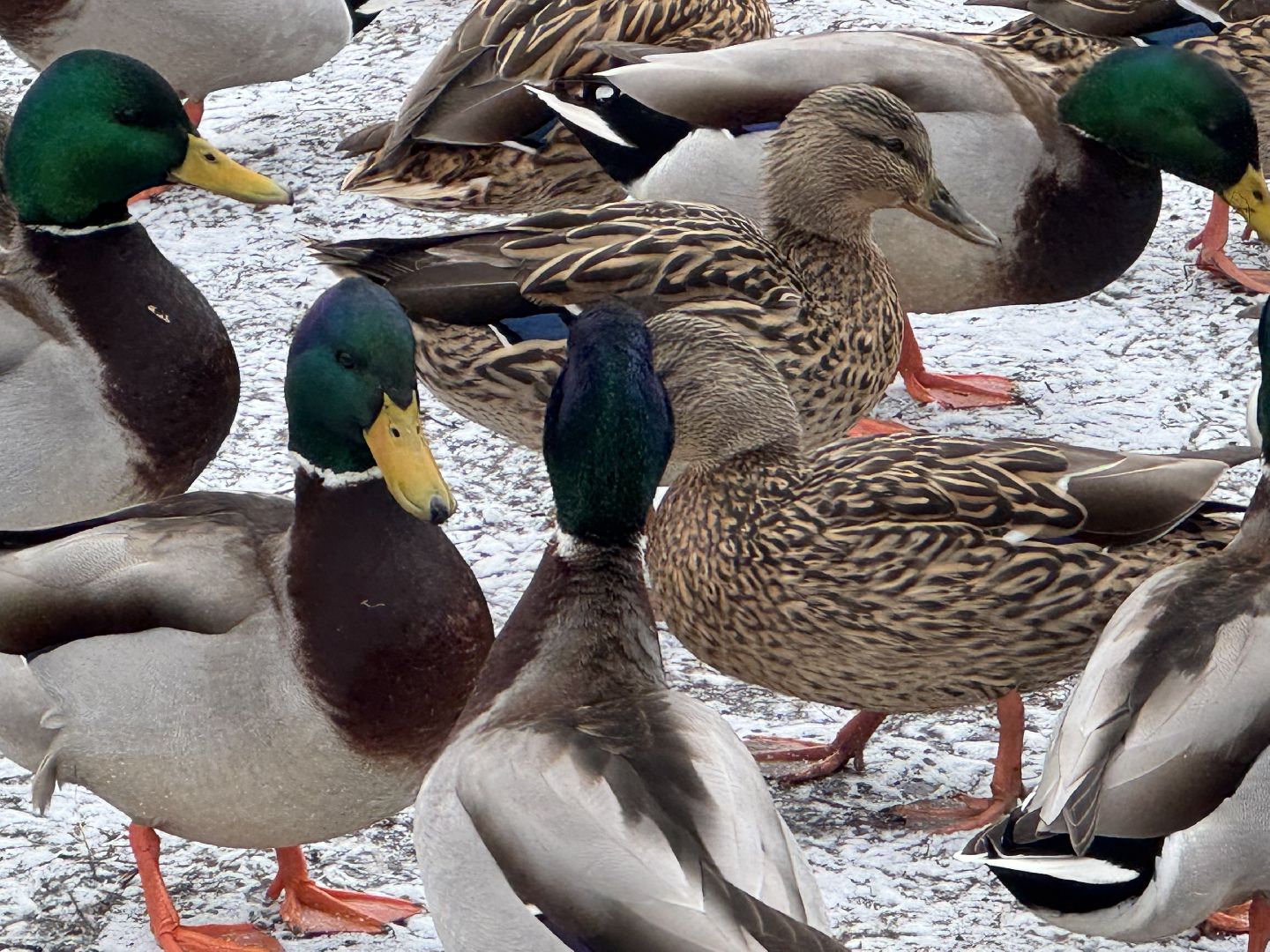 балашиха, утки, птицы, парк,