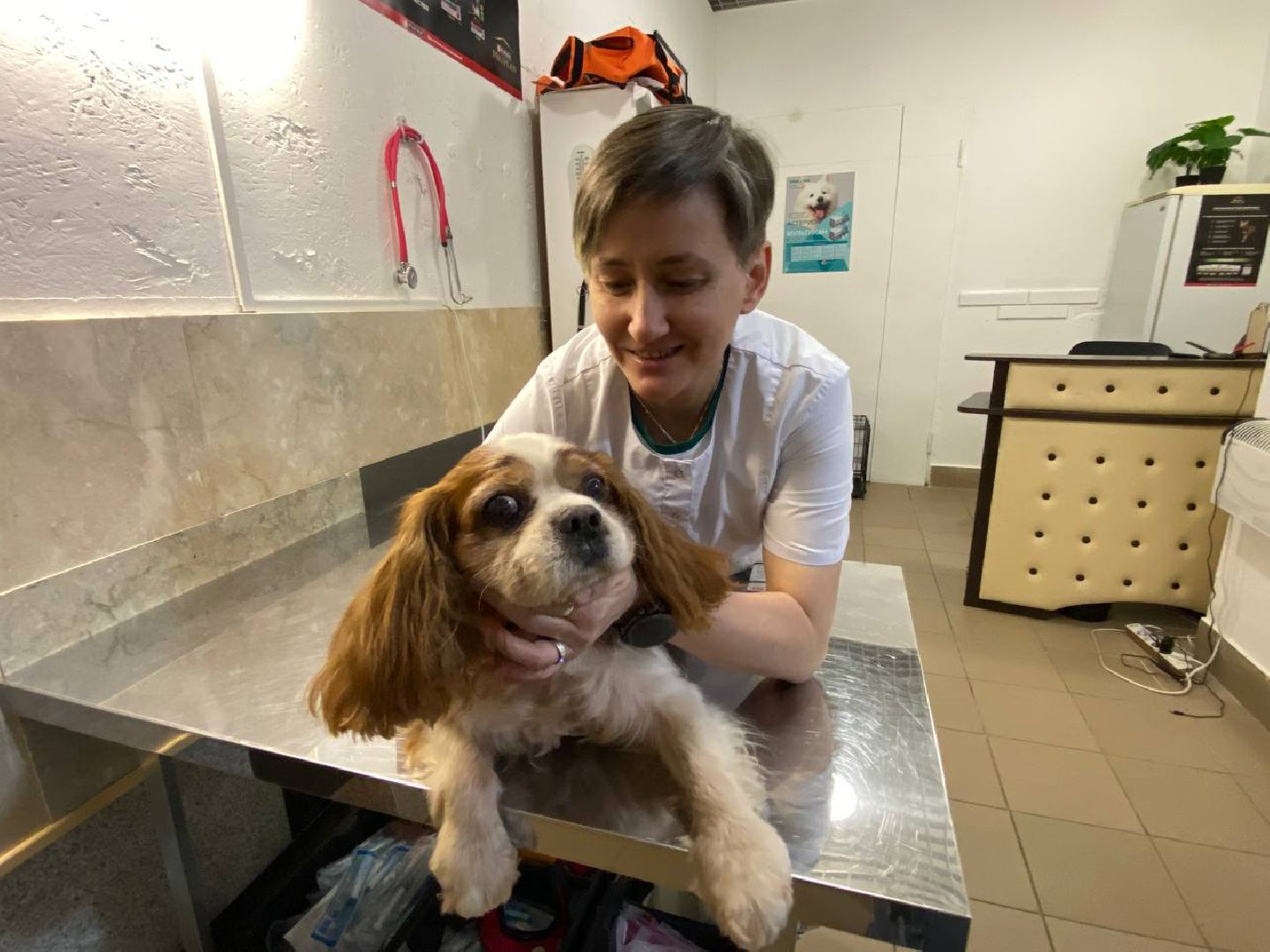 клещи, ветеринарныйврач, профилактикаотклещей, противклещей,