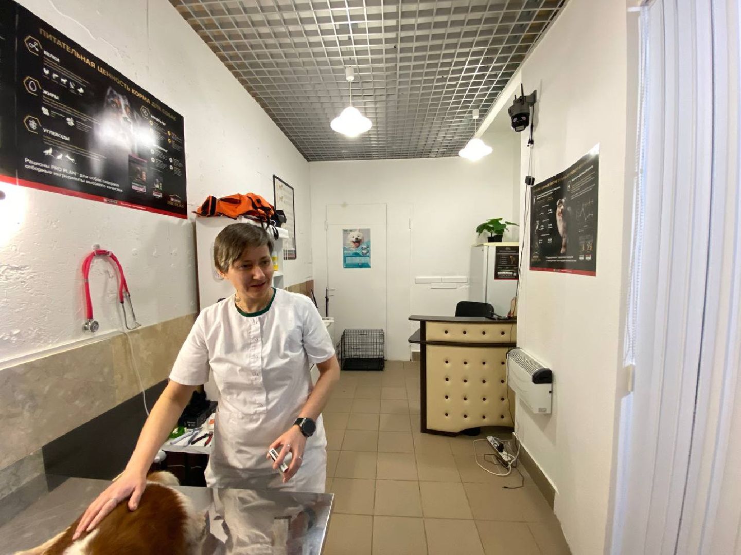 клещи, ветеринарныйврач, профилактикаотклещей, противклещей,