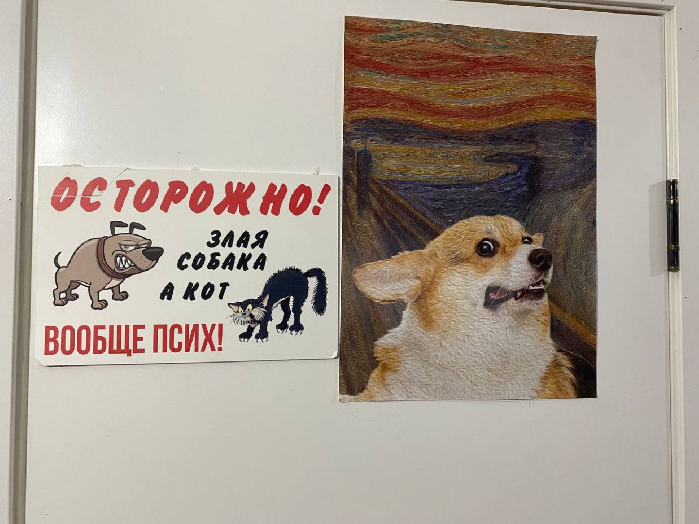 клещи, ветеринарныйврач, профилактикаотклещей, противклещей,