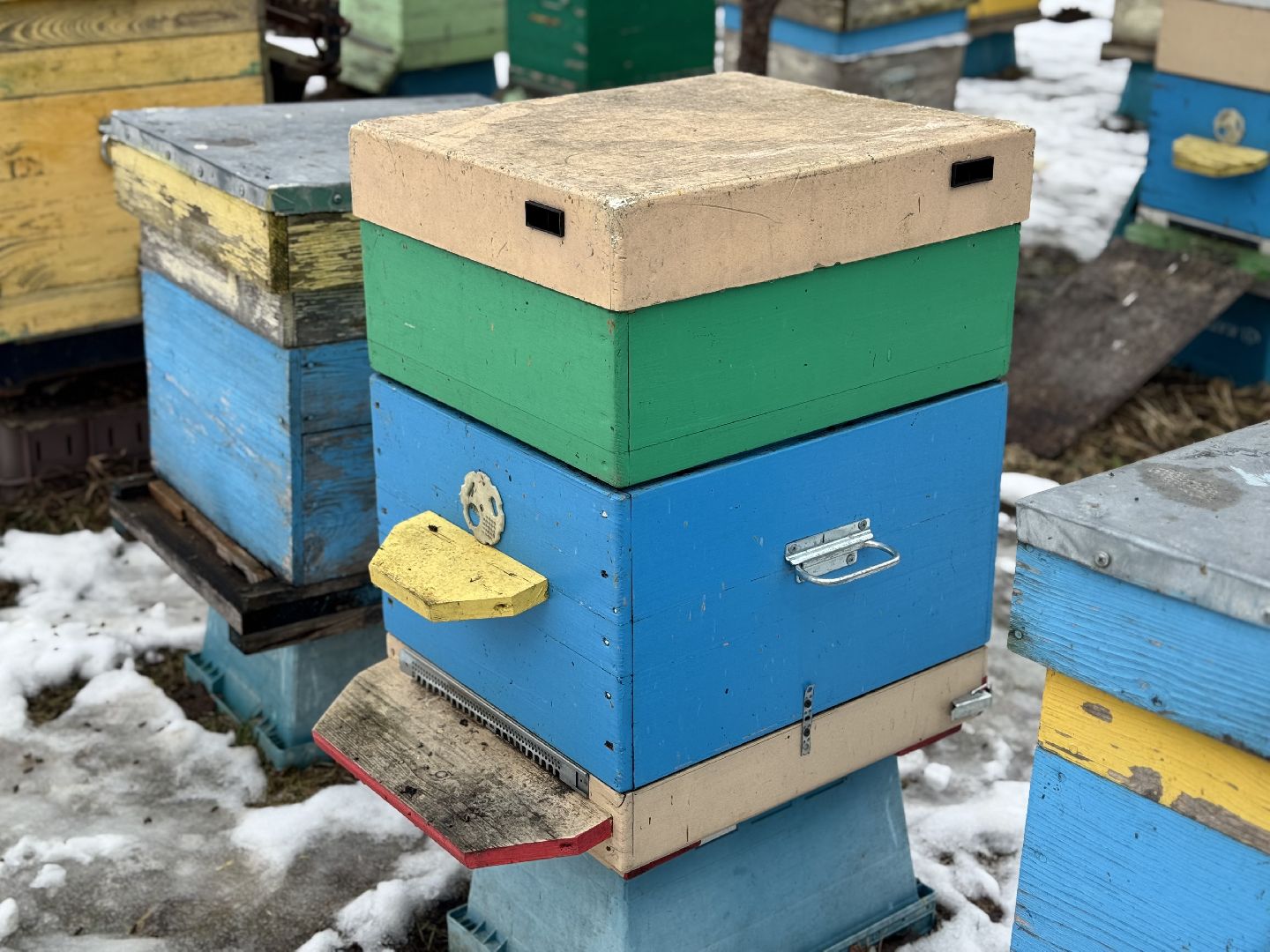 шаховская, мёд, пчеловод, конкурс, вертикалки,