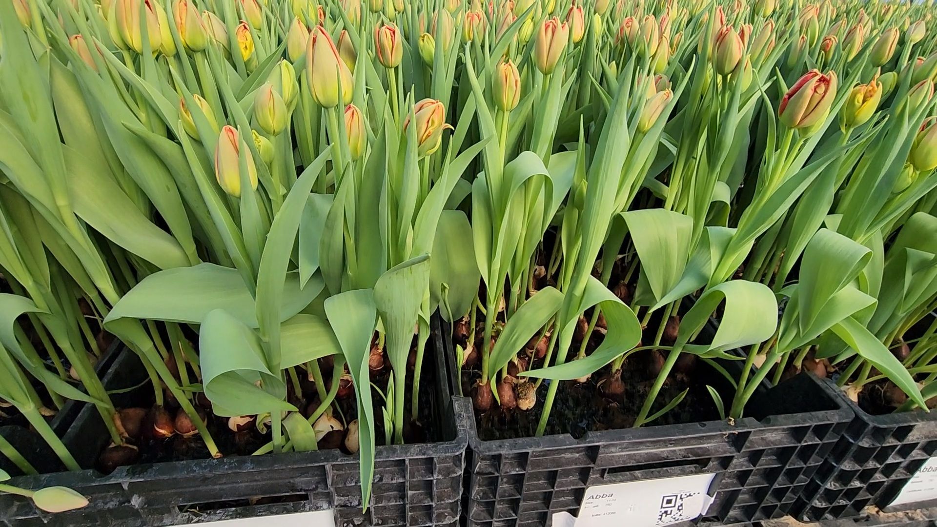 Чехов, деревня Хлевино,тепличный комплекс, тюльпаны, выращивание, производство, новая технология, гидропоника, искусственная среда, питательный раствор, без почвы,