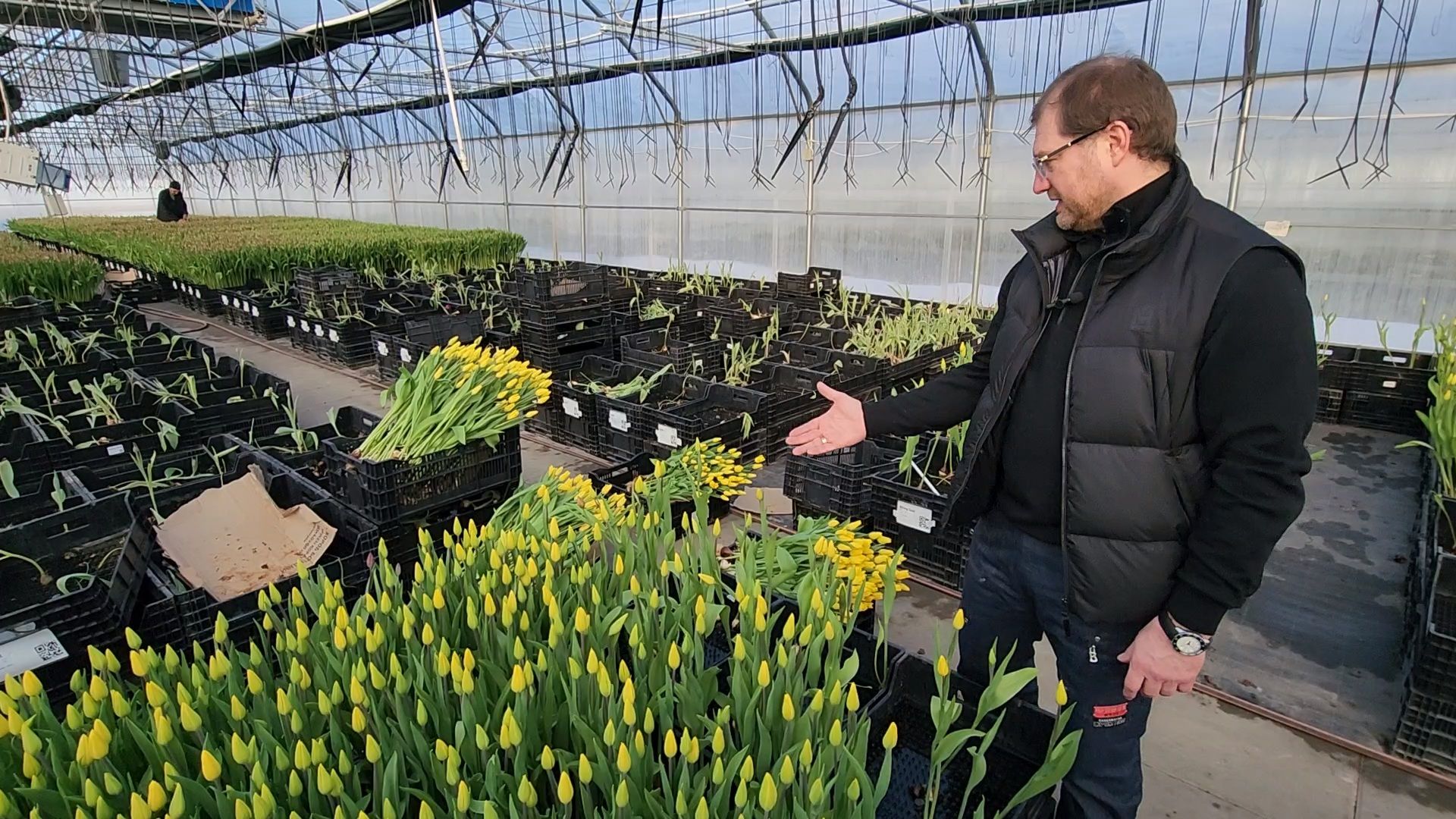 Чехов, деревня Хлевино,тепличный комплекс, тюльпаны, выращивание, производство, новая технология, гидропоника, искусственная среда, питательный раствор, без почвы,