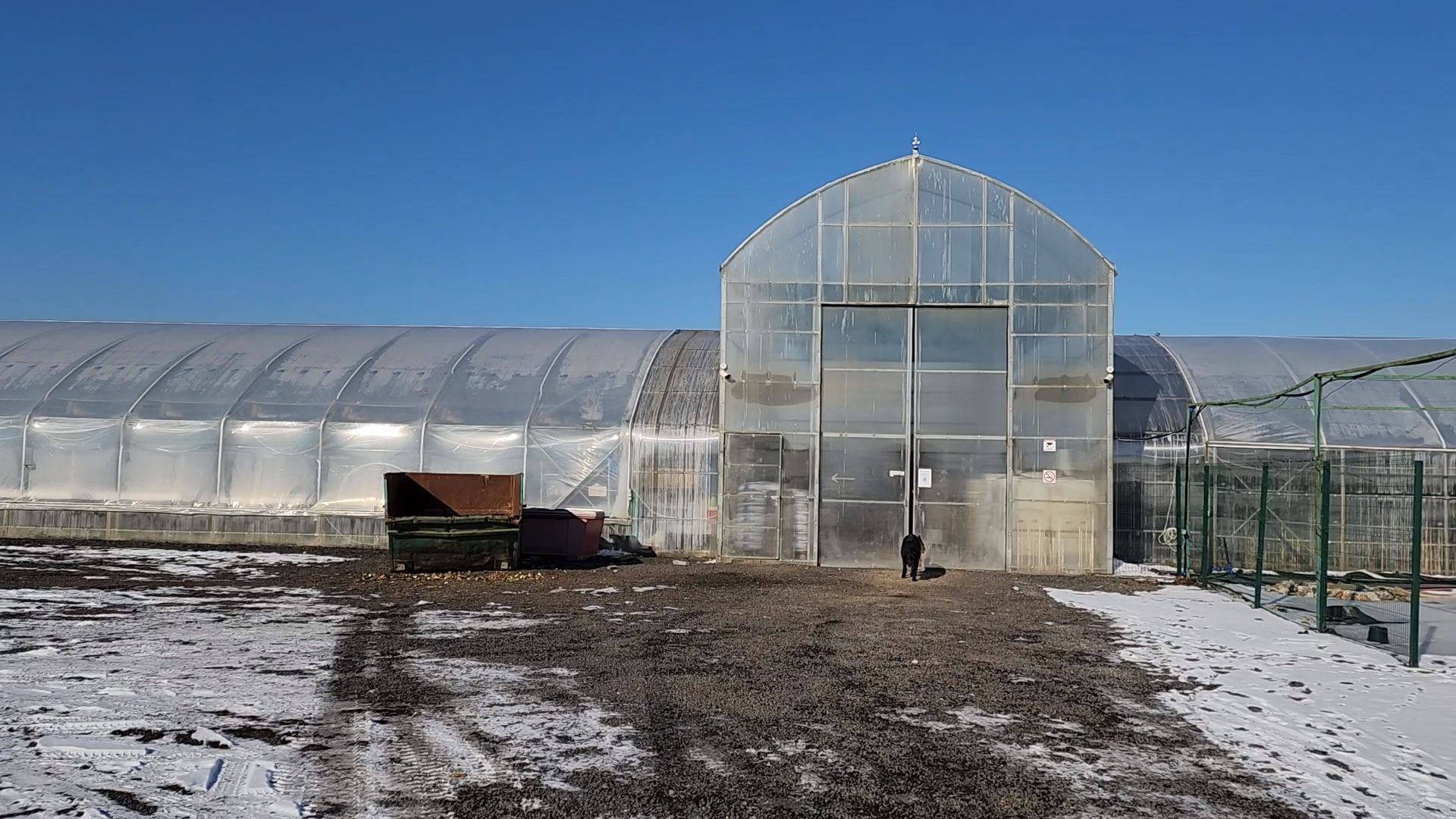 Чехов, деревня Хлевино,тепличный комплекс, тюльпаны, выращивание, производство, новая технология, гидропоника, искусственная среда, питательный раствор, без почвы,