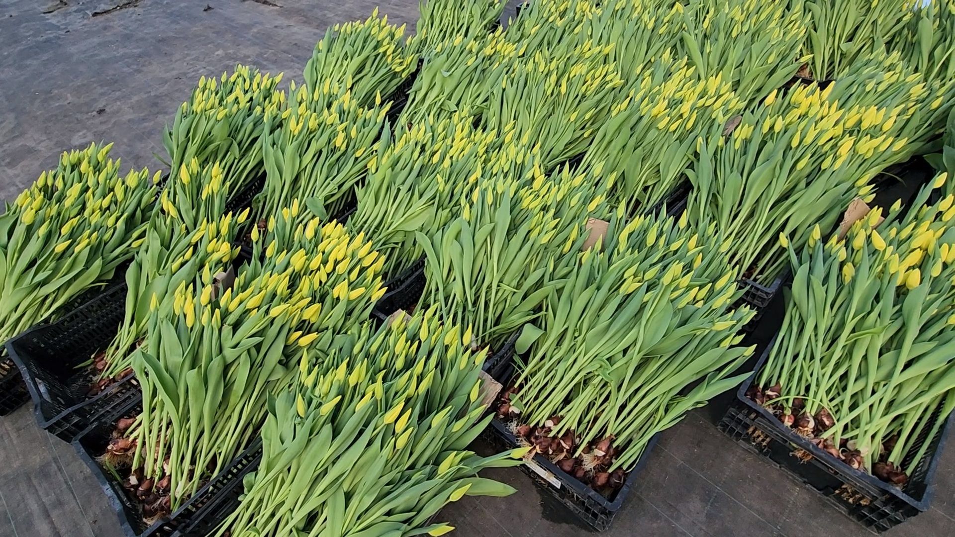 Чехов, деревня Хлевино,тепличный комплекс, тюльпаны, выращивание, производство, новая технология, гидропоника, искусственная среда, питательный раствор, без почвы,