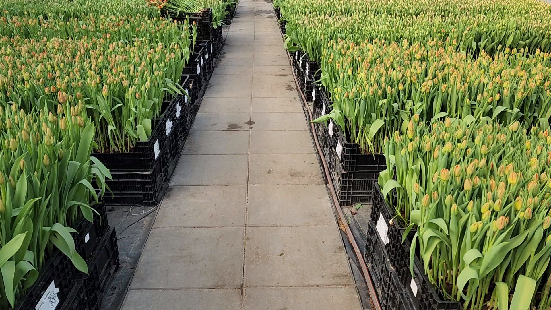 Чехов, деревня Хлевино,тепличный комплекс, тюльпаны, выращивание, производство, новая технология, гидропоника, искусственная среда, питательный раствор, без почвы,