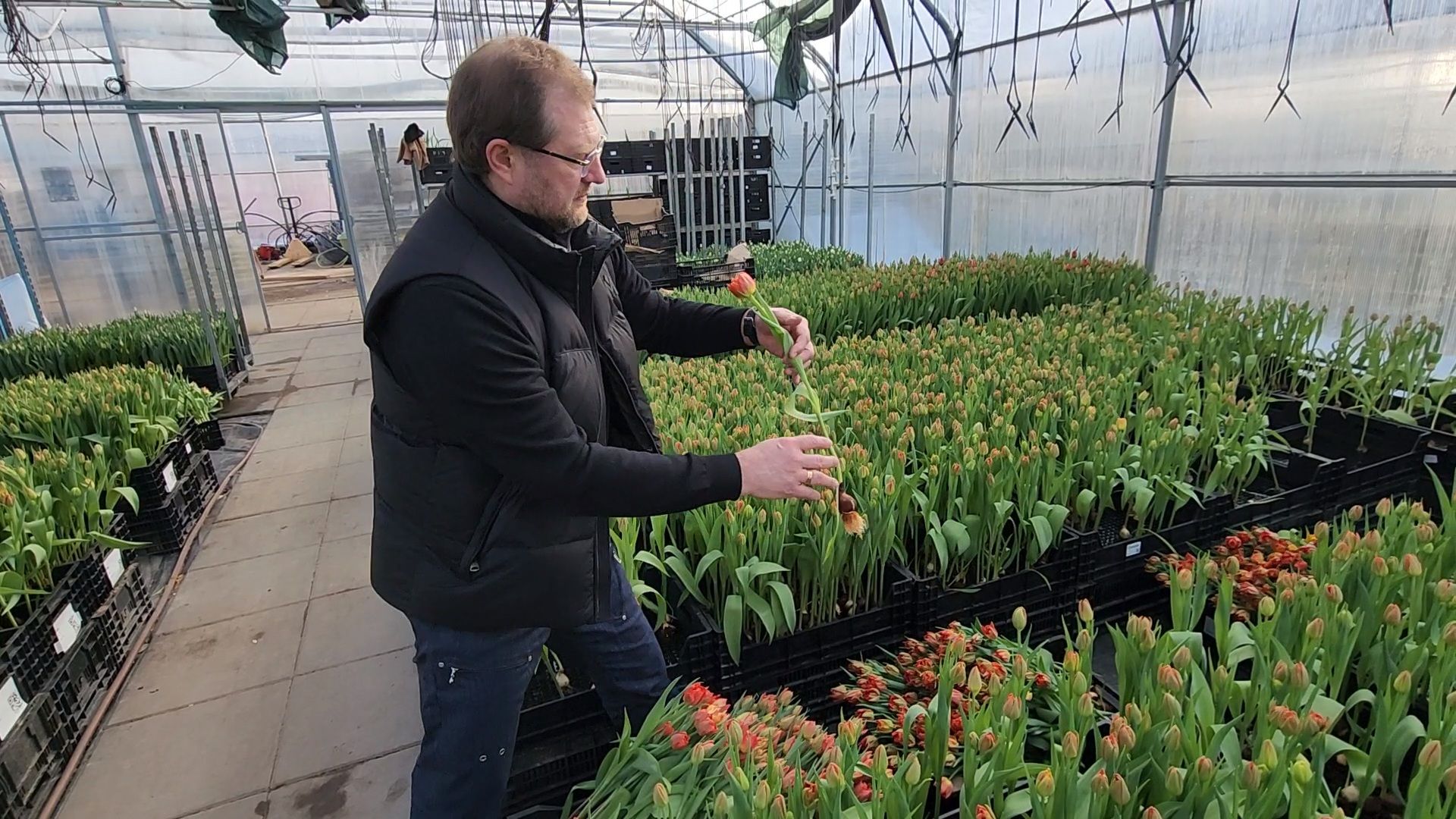 Чехов, деревня Хлевино,тепличный комплекс, тюльпаны, выращивание, производство, новая технология, гидропоника, искусственная среда, питательный раствор, без почвы,