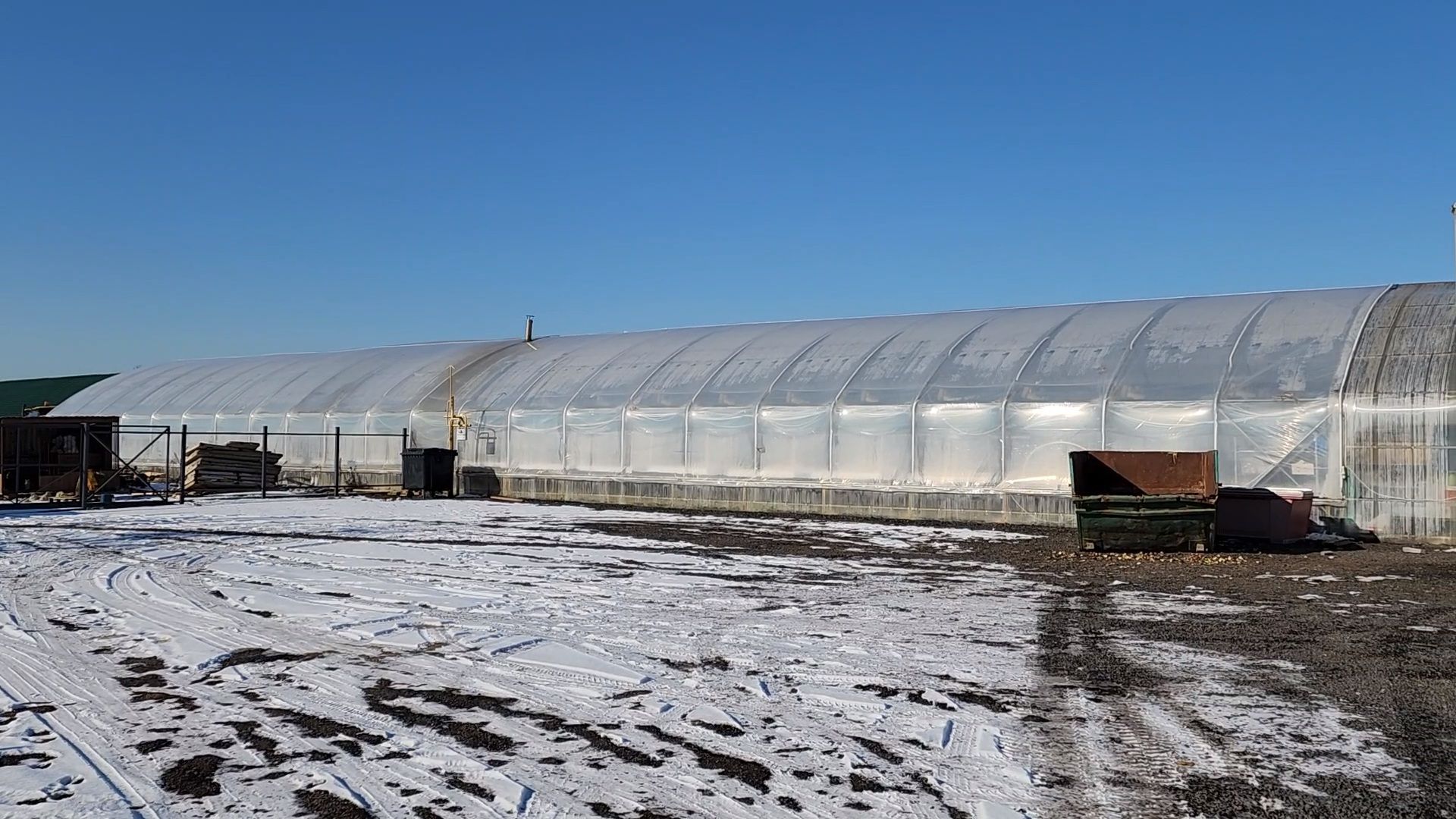 Чехов, деревня Хлевино,тепличный комплекс, тюльпаны, выращивание, производство, новая технология, гидропоника, искусственная среда, питательный раствор, без почвы,