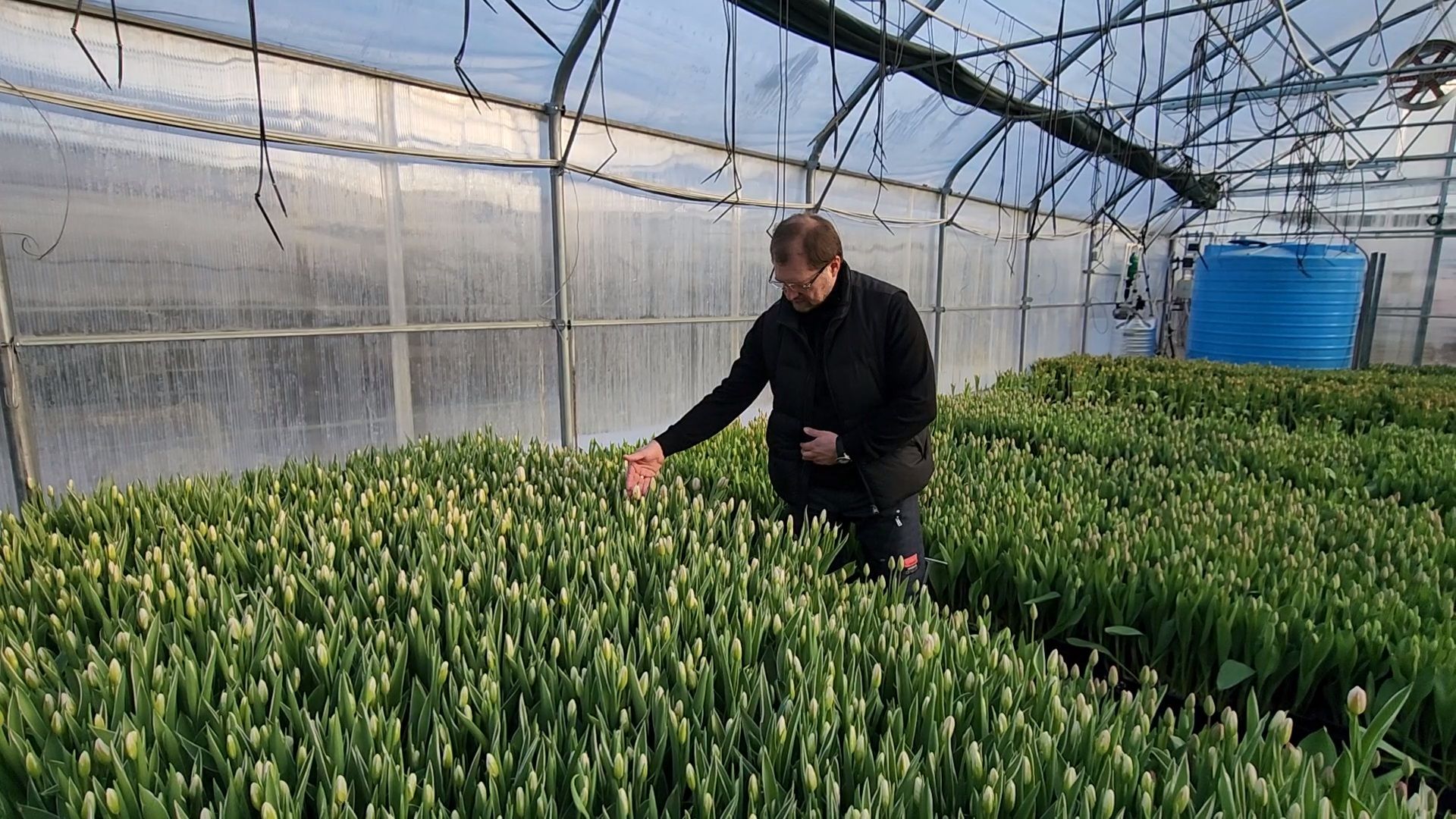 Чехов, деревня Хлевино,тепличный комплекс, тюльпаны, выращивание, производство, новая технология, гидропоника, искусственная среда, питательный раствор, без почвы,