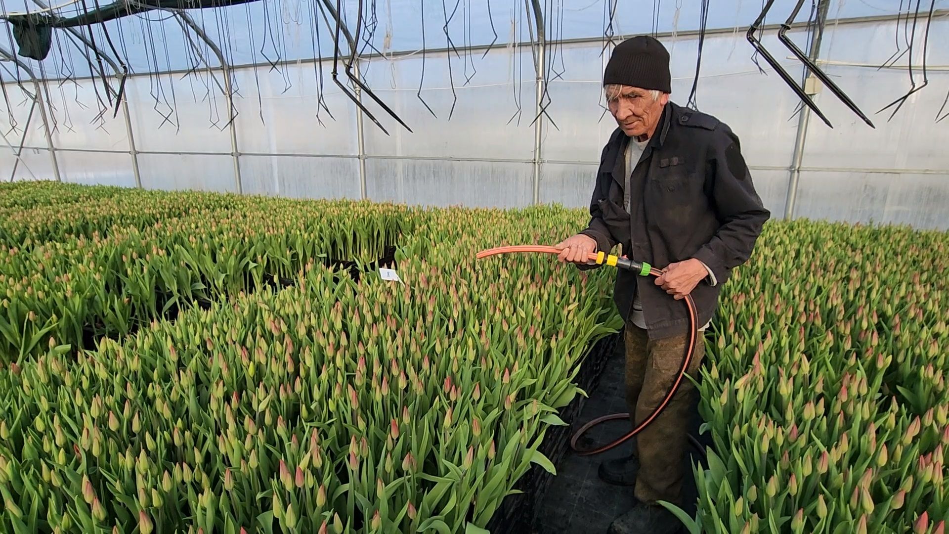 Чехов, деревня Хлевино,тепличный комплекс, тюльпаны, выращивание, производство, новая технология, гидропоника, искусственная среда, питательный раствор, без почвы,