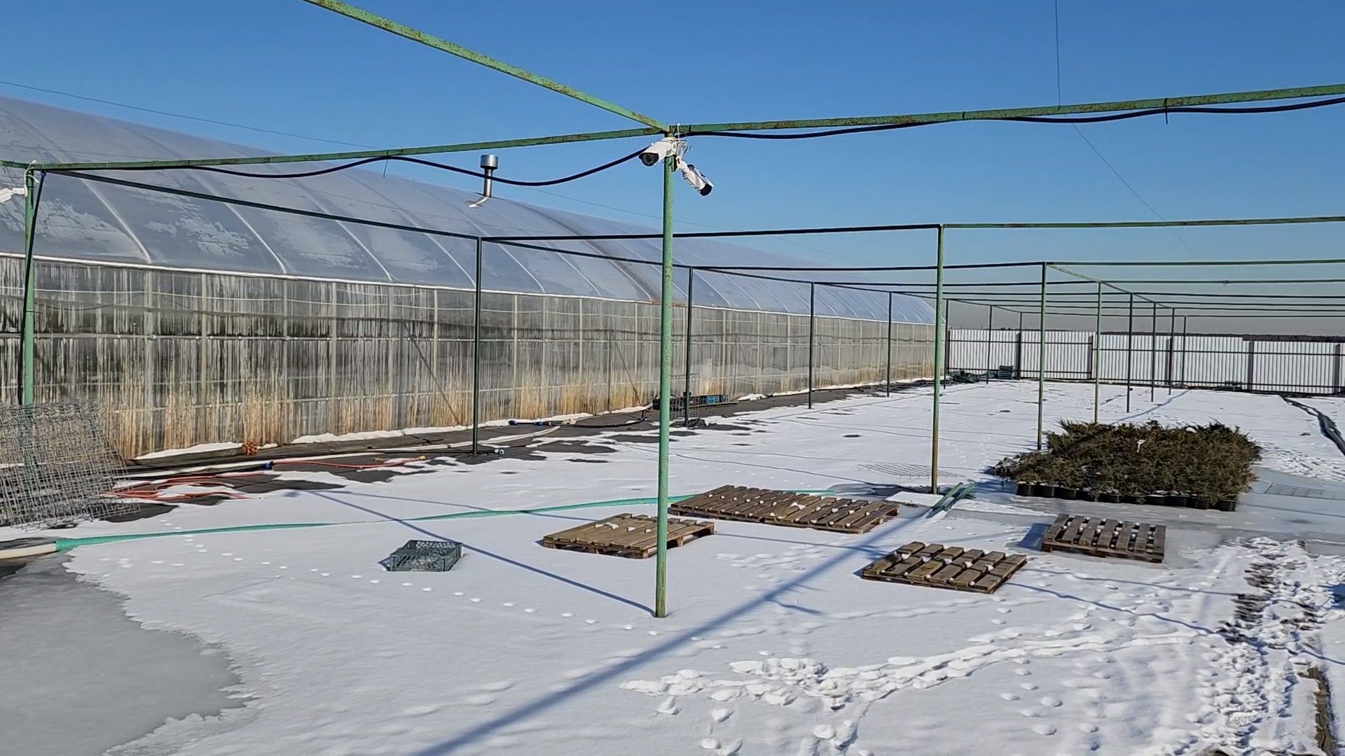 Чехов, деревня Хлевино,тепличный комплекс, тюльпаны, выращивание, производство, новая технология, гидропоника, искусственная среда, питательный раствор, без почвы,