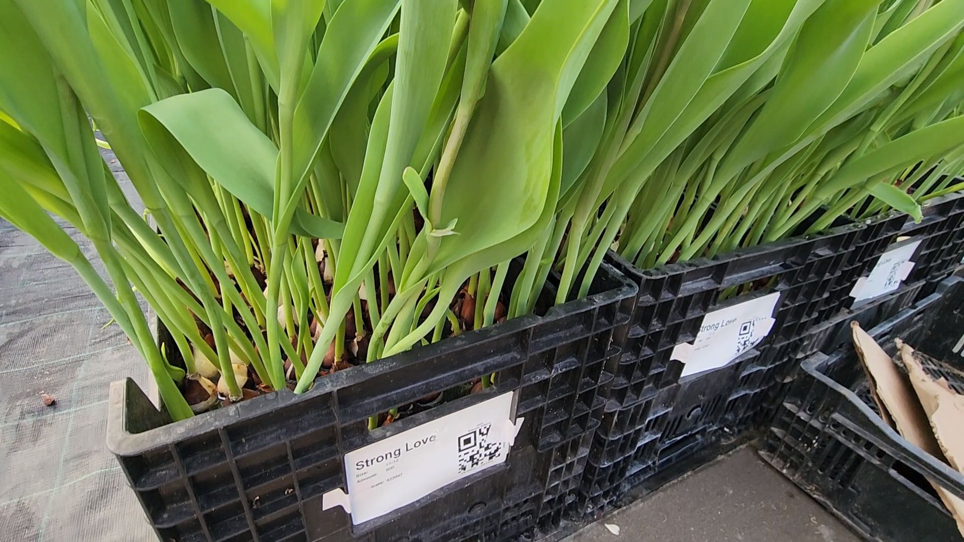 Чехов, деревня Хлевино,тепличный комплекс, тюльпаны, выращивание, производство, новая технология, гидропоника, искусственная среда, питательный раствор, без почвы,